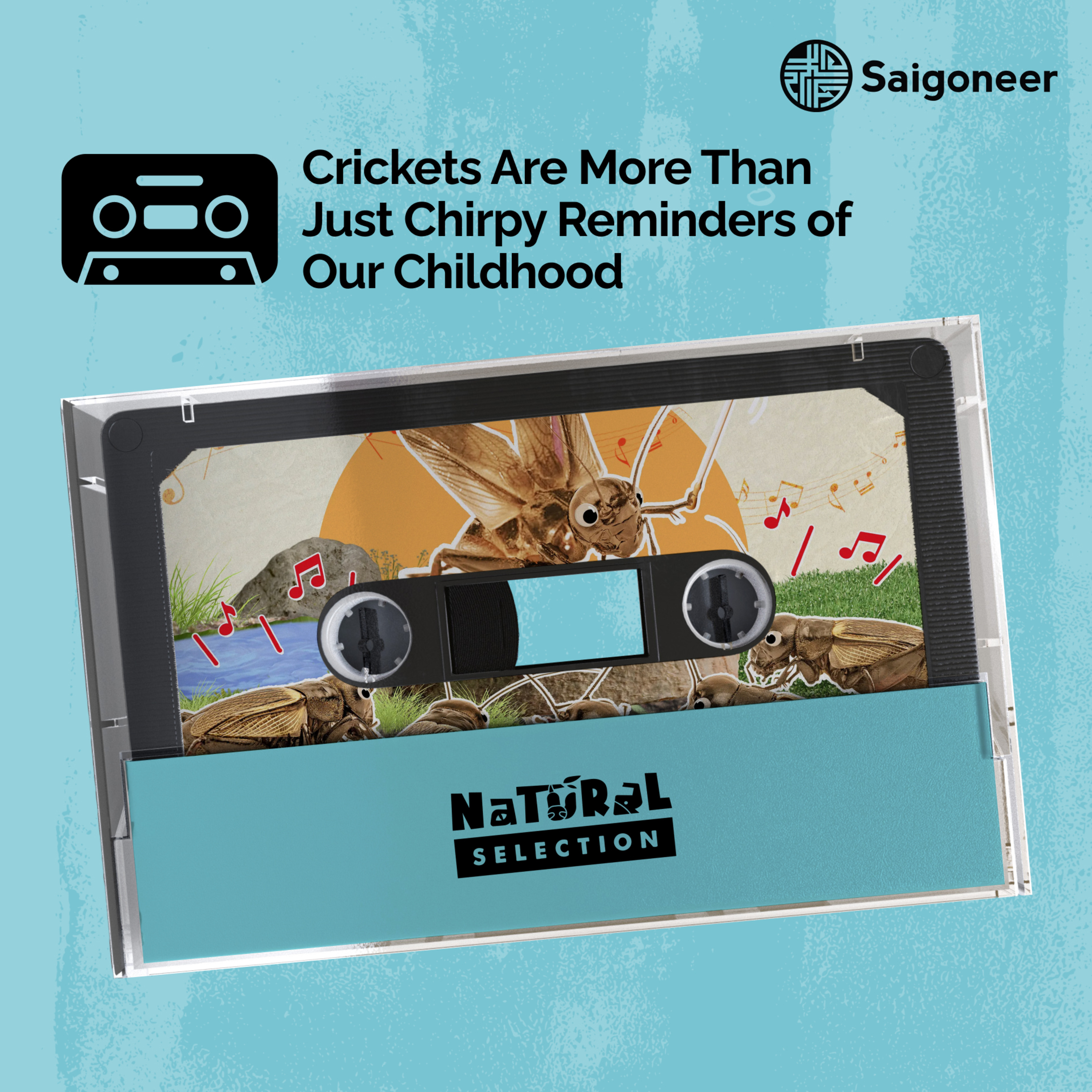Natural Selection | Crickets Are More Than Just Chirpy Reminders of Our Childhood