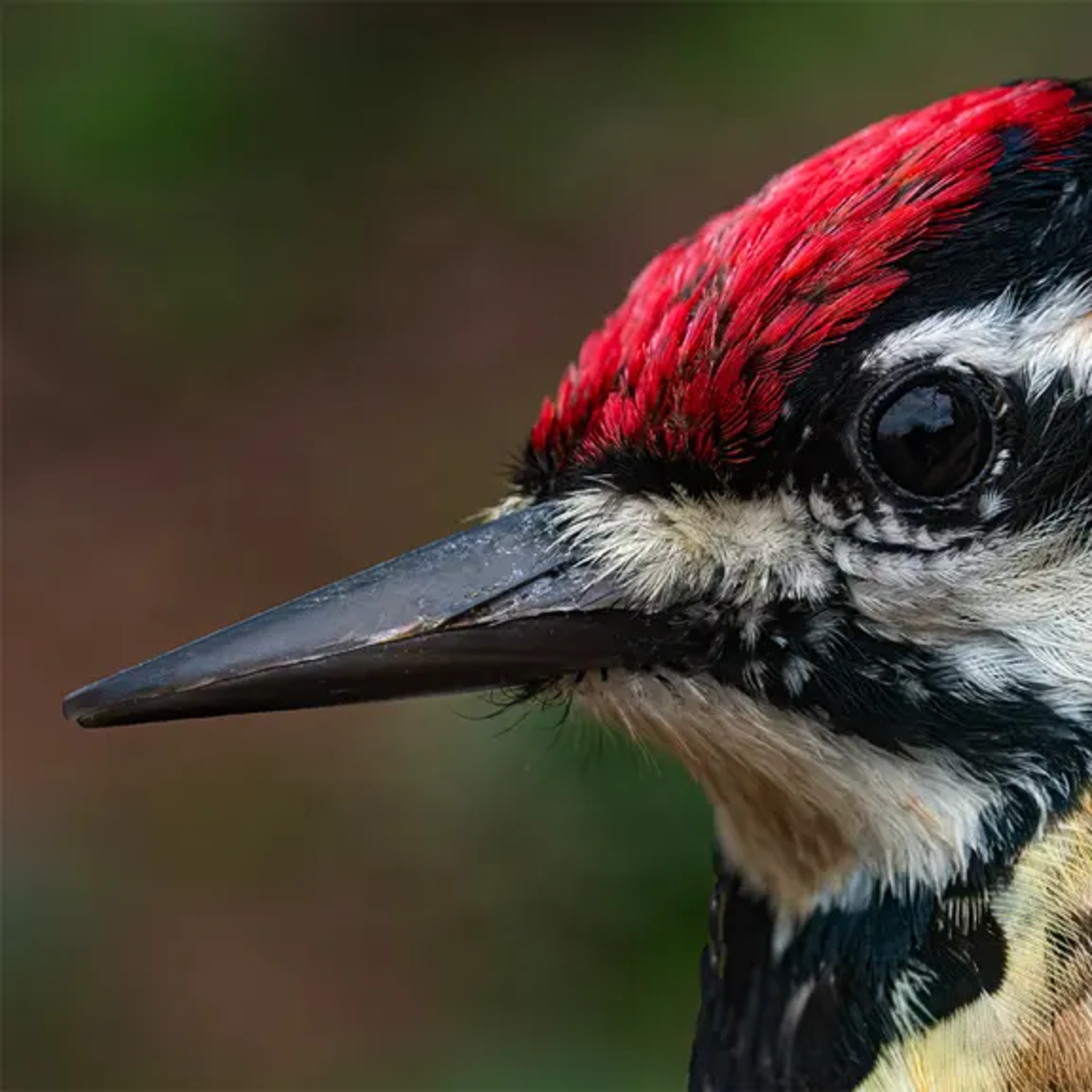#02—Midwinter Woodpeckers episode artwork