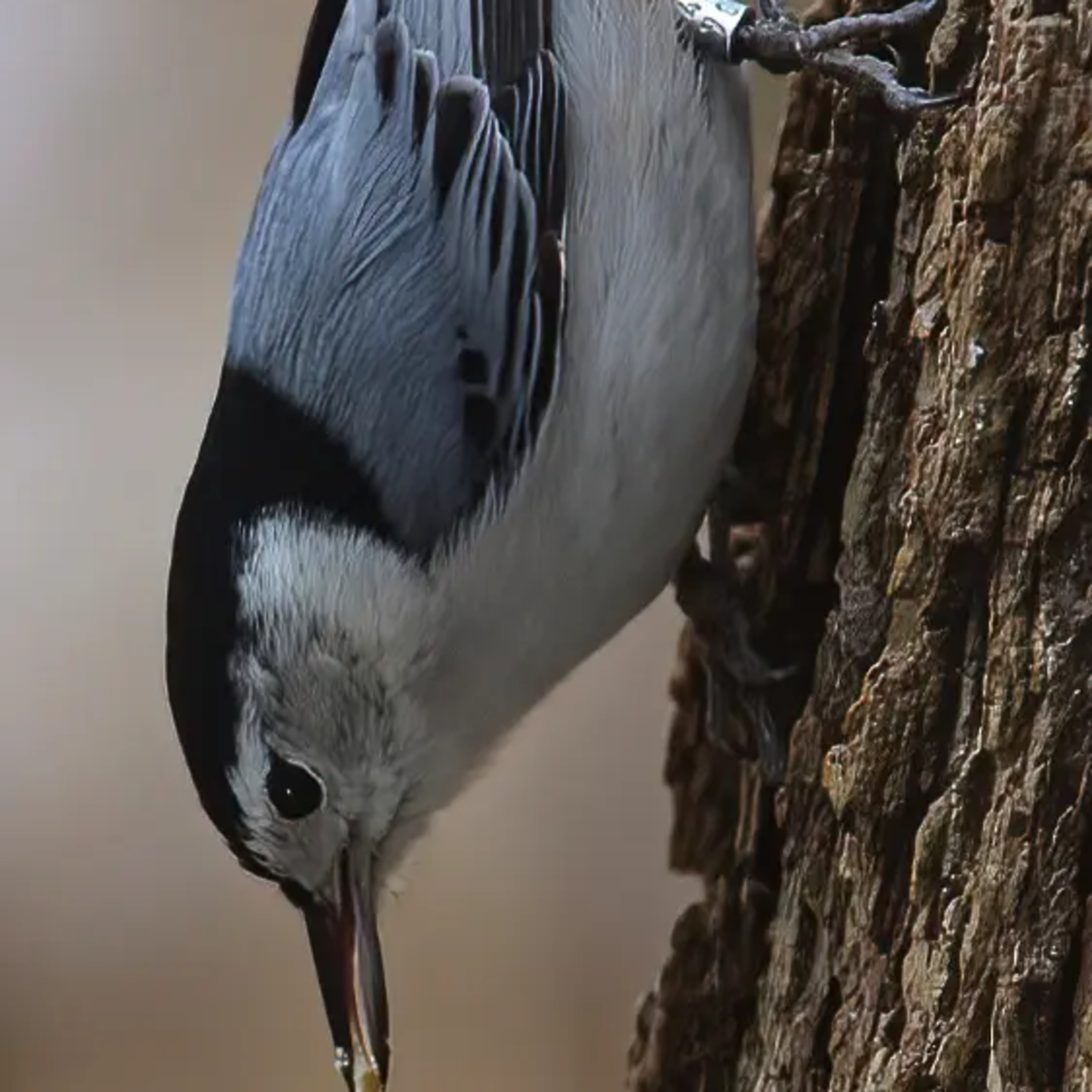 #04—Remarkable Recaptures of Banded White-breasted Nuthatches episode artwork