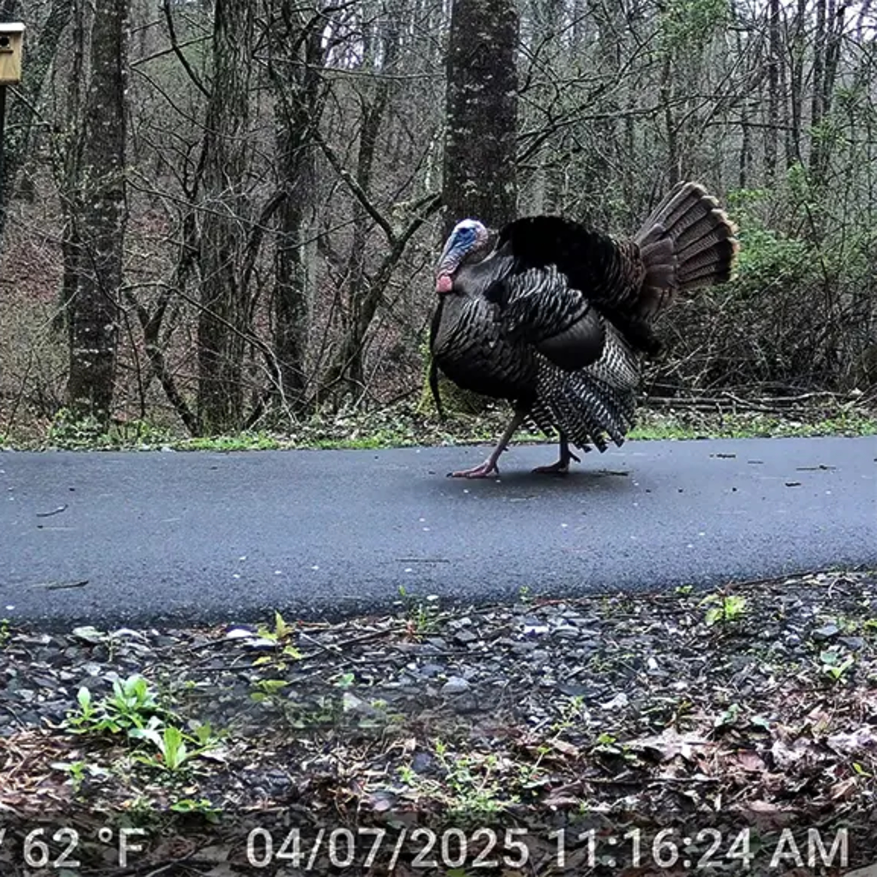 #09—April '25 Trail Cam Nature Movie Extravaganza episode artwork
