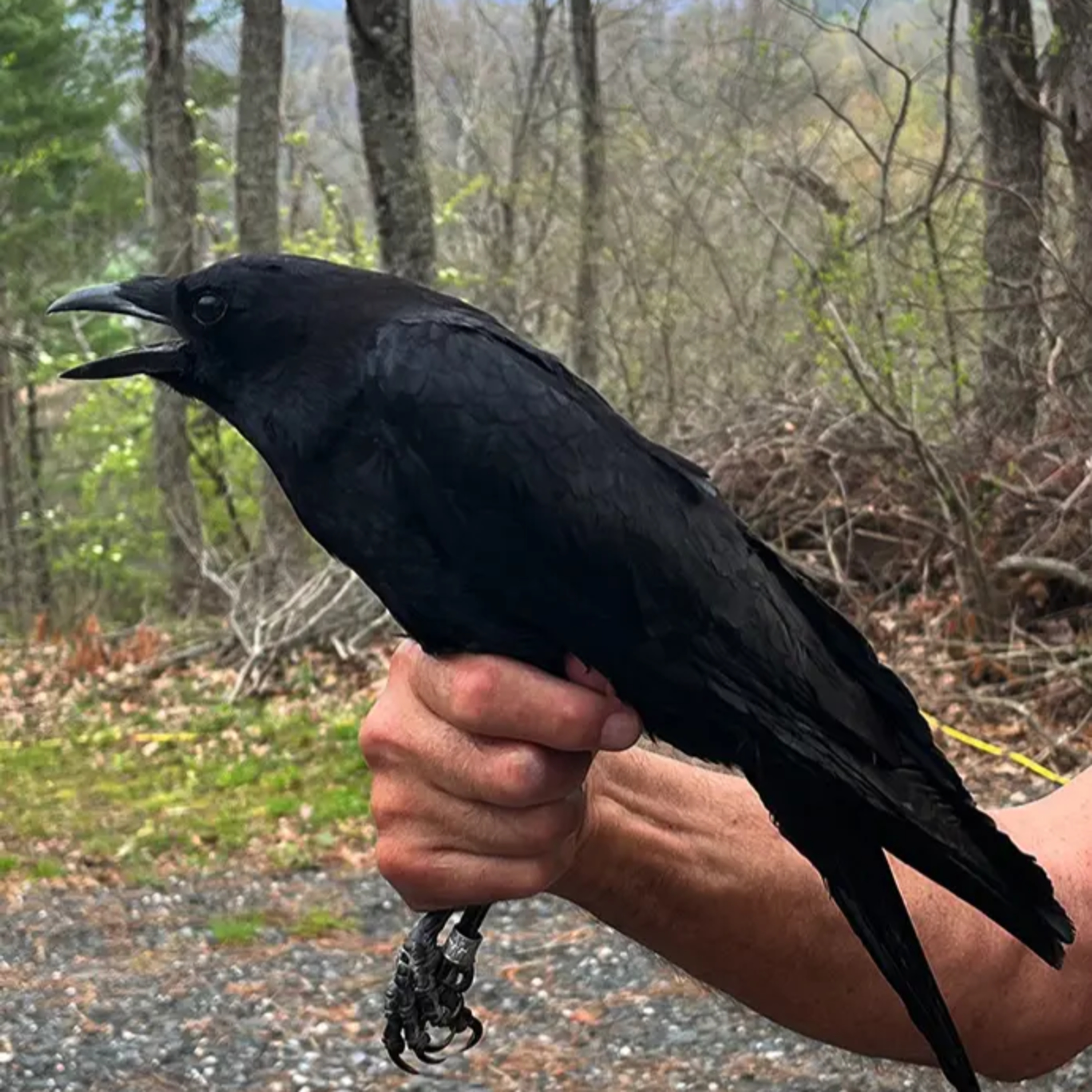 #10—Big Birds, Little Birds: Crows And Hummers episode artwork