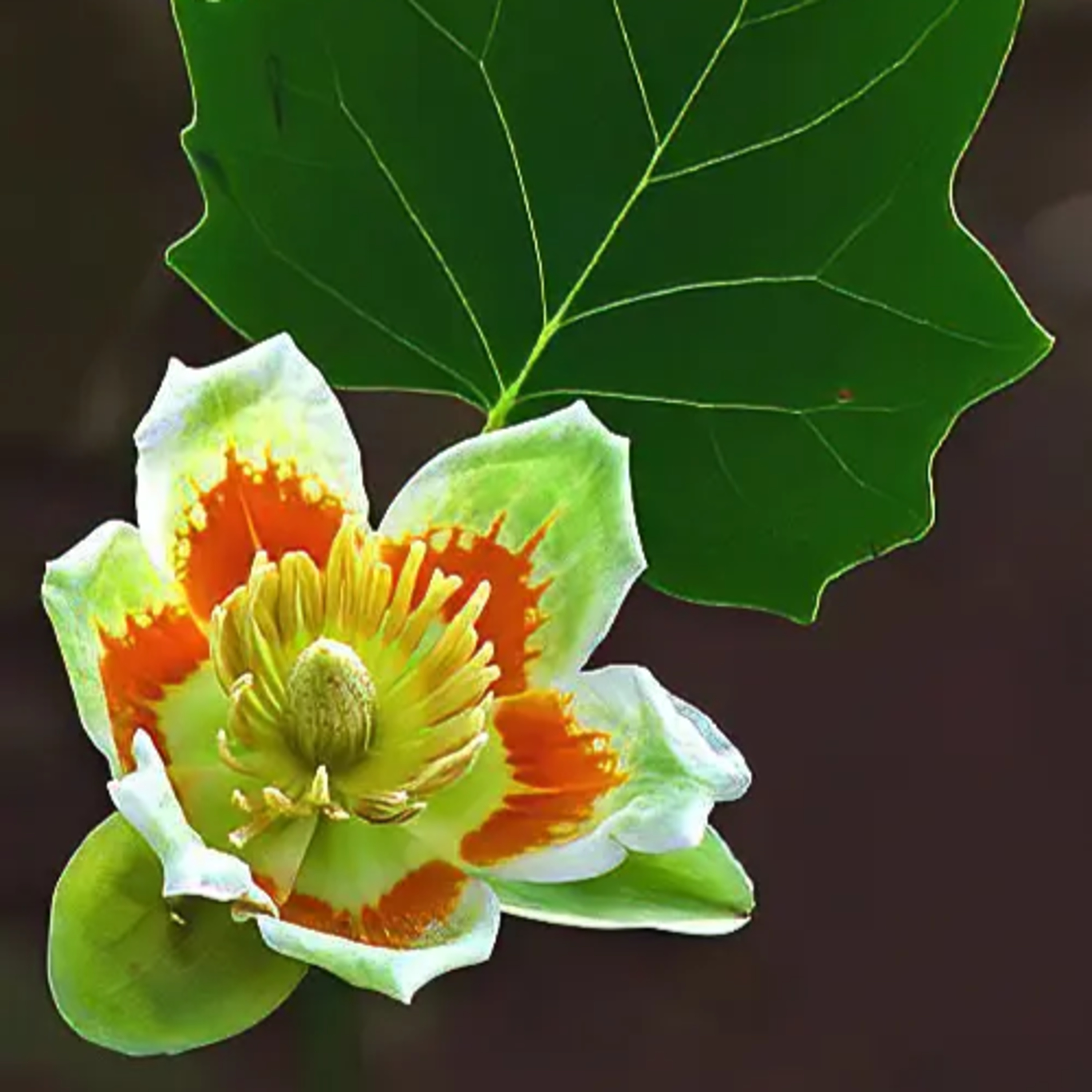 #12—Majestic Tulip Trees: Buffet In The Canopy episode artwork