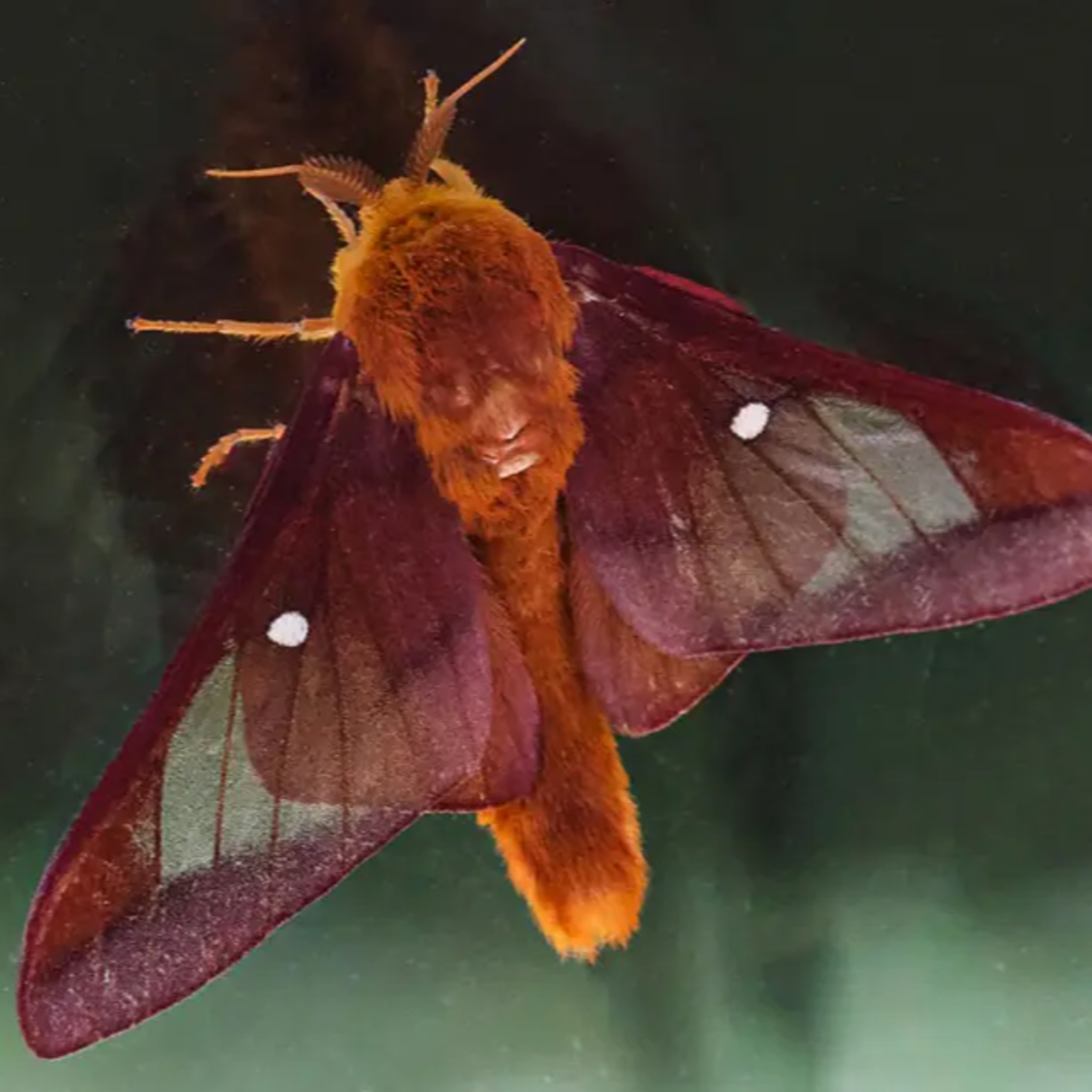 #16—A Week Just For Moths episode artwork
