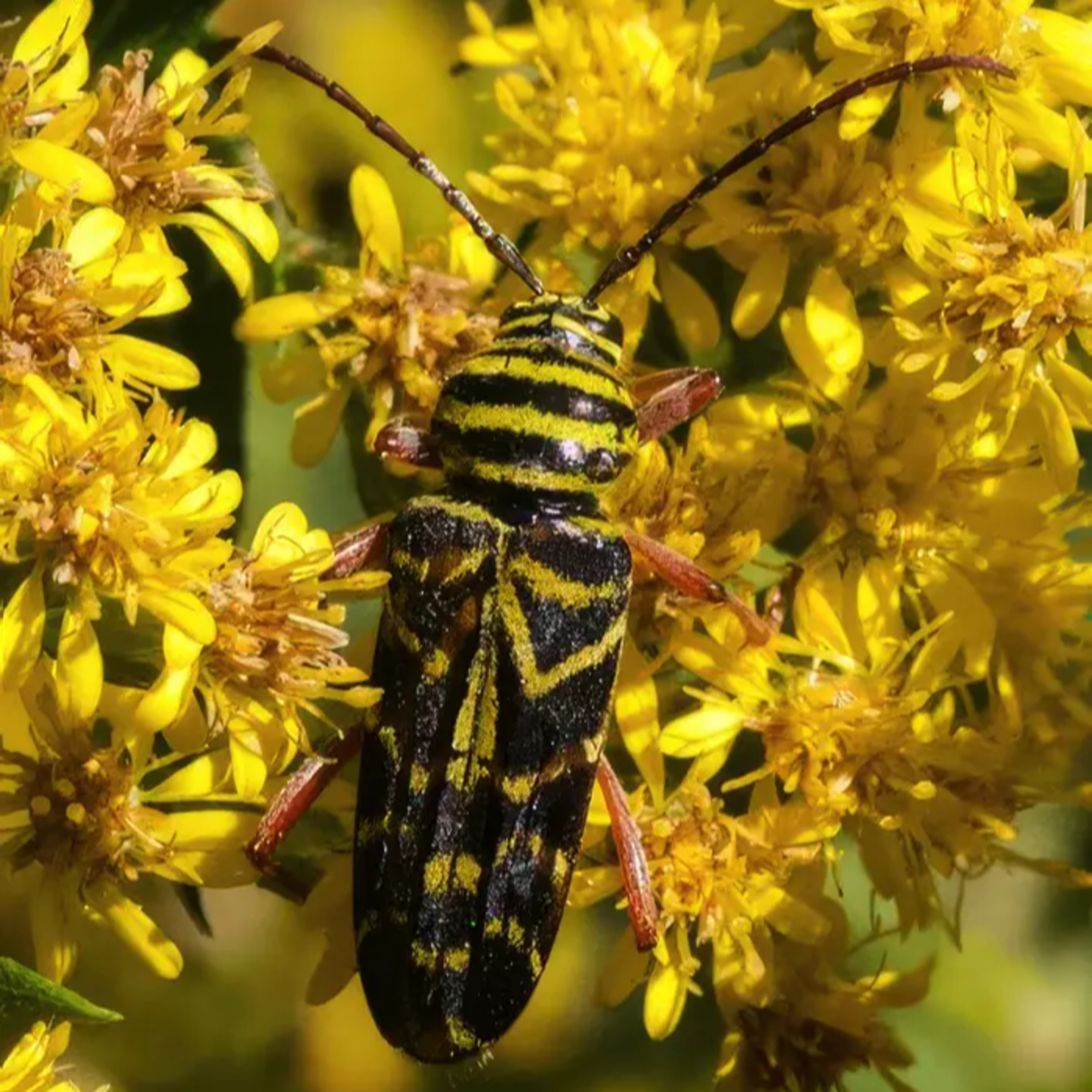 #19—Ode to Glorious Goldenrod (And Its Pollinator Friends) episode artwork
