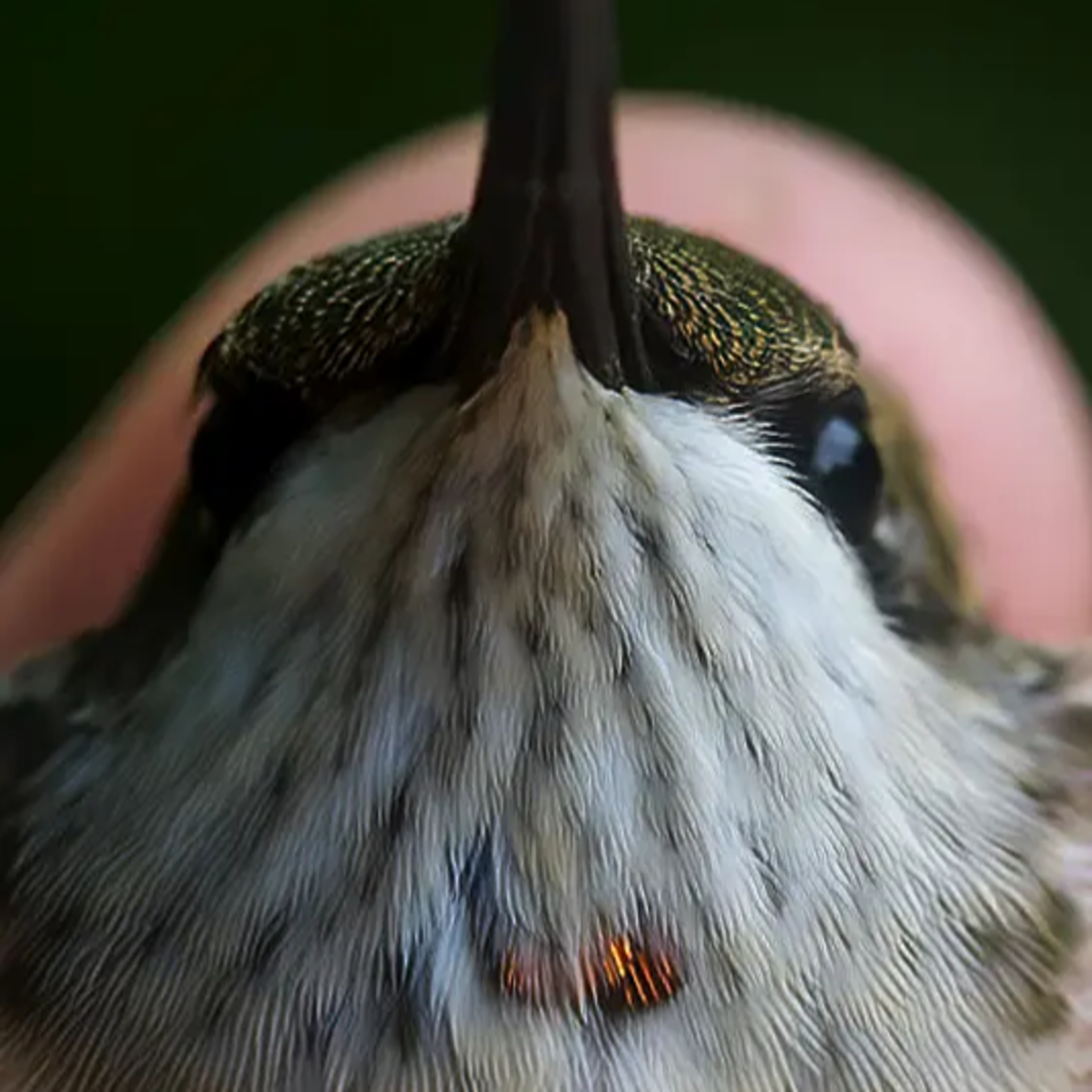 #23—Second Successful Year Of N.C. Ruby-throated Hummingbird Banding episode artwork