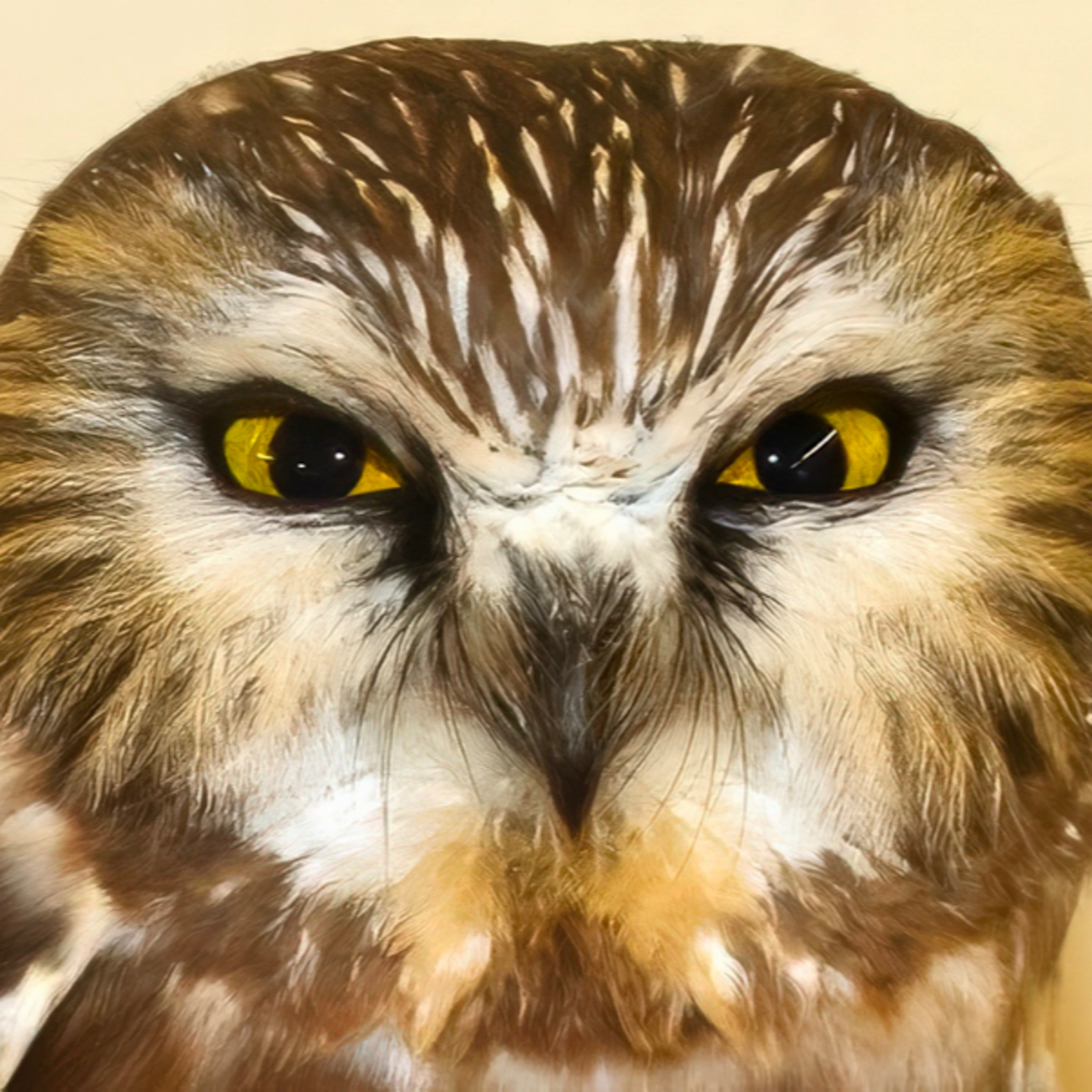 #25—Another Northern Saw-whet Owl episode artwork