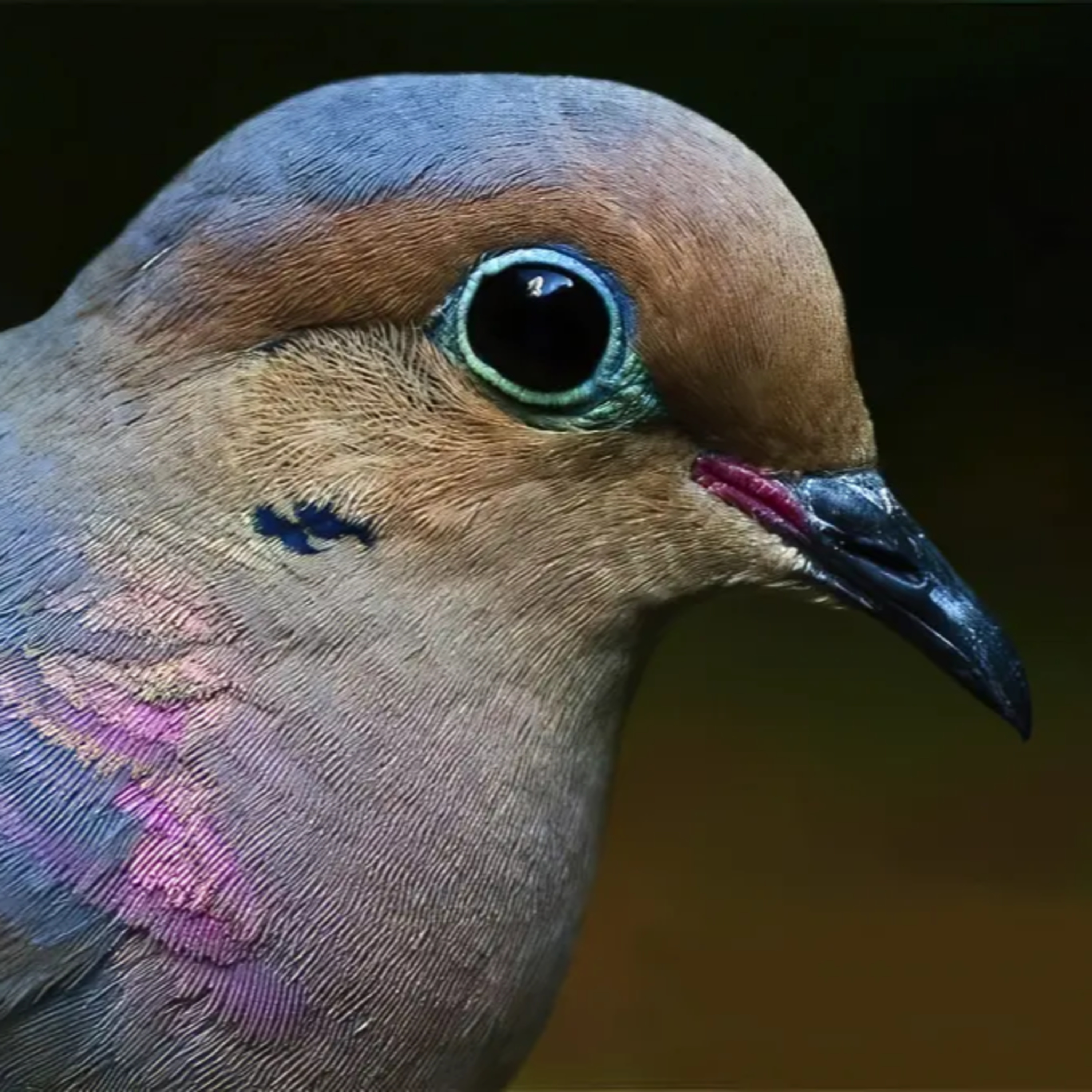 #27—2025 Bird Banding Results: An Exception, Or The Norm? episode artwork