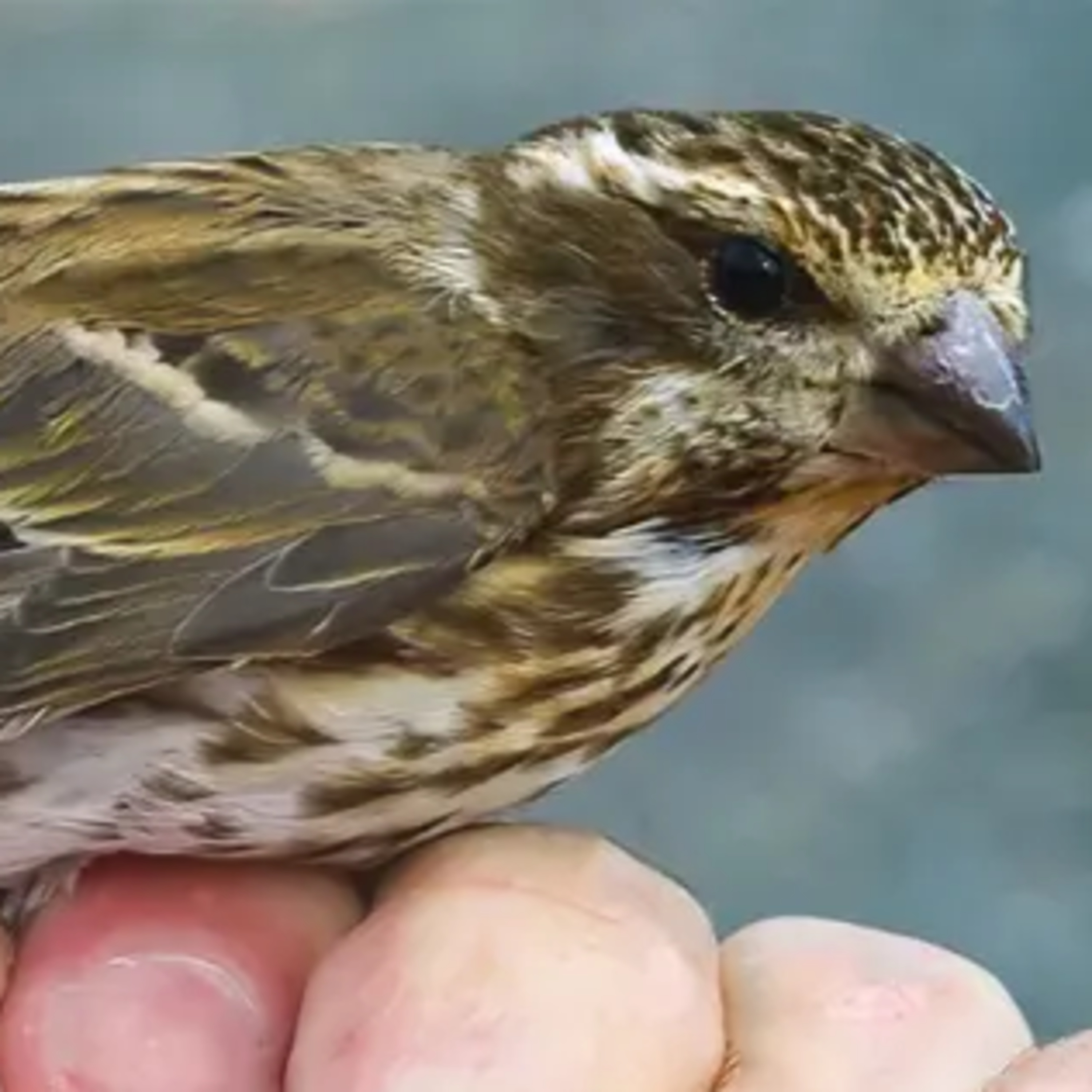 #28—Another Wayward Purple Finch: How Far Did It Fly? episode artwork