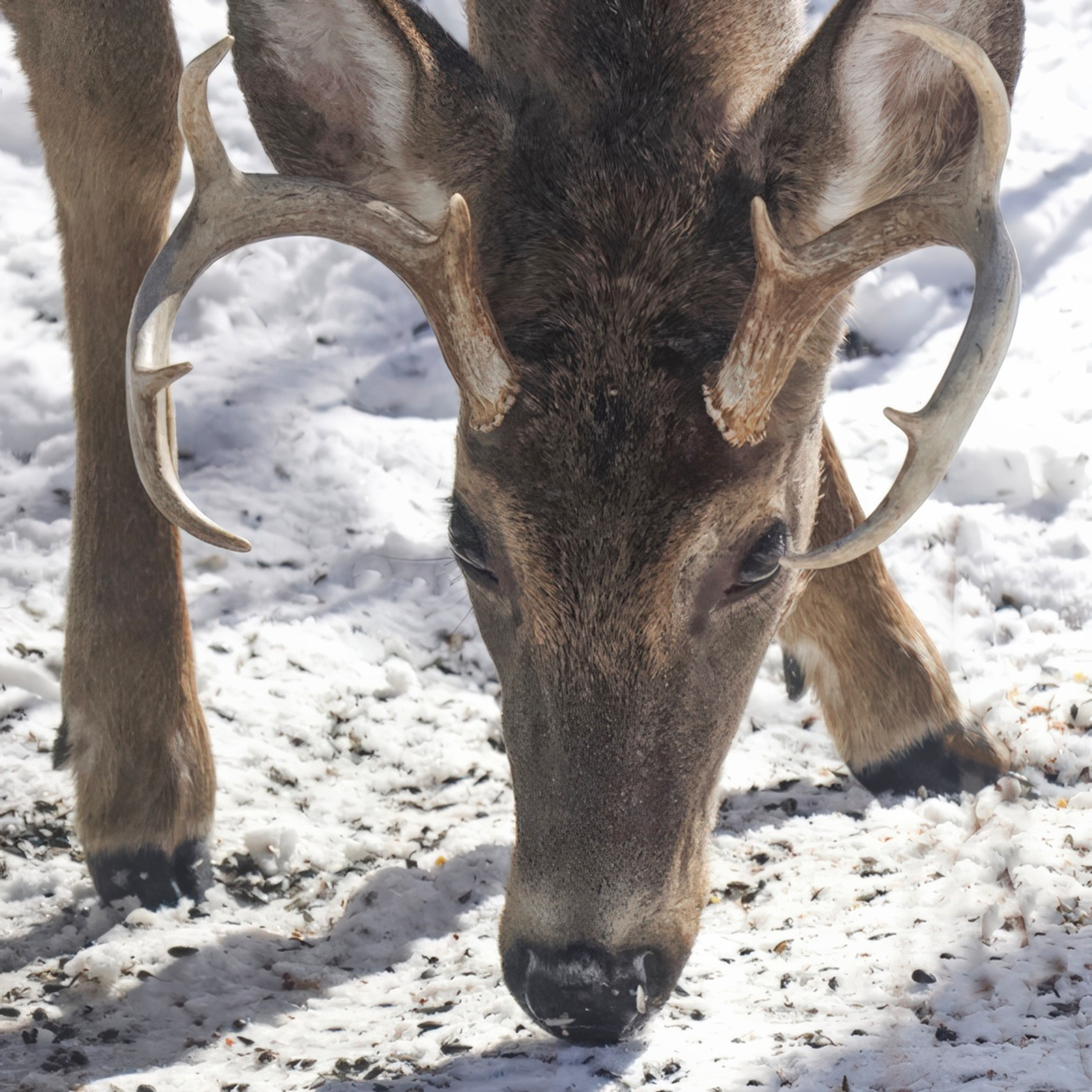 #31—A White-tailed Buck Loses It episode artwork