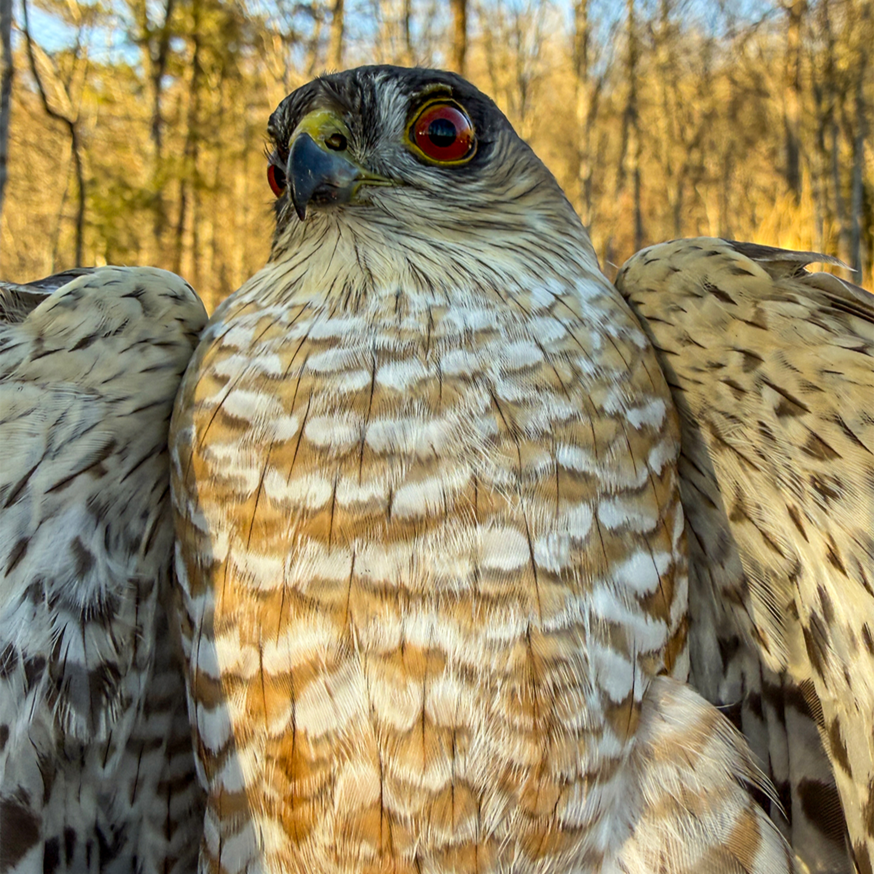 #32—Sharp-shinned Hawk (Alias “Little Blue Darter”) episode artwork