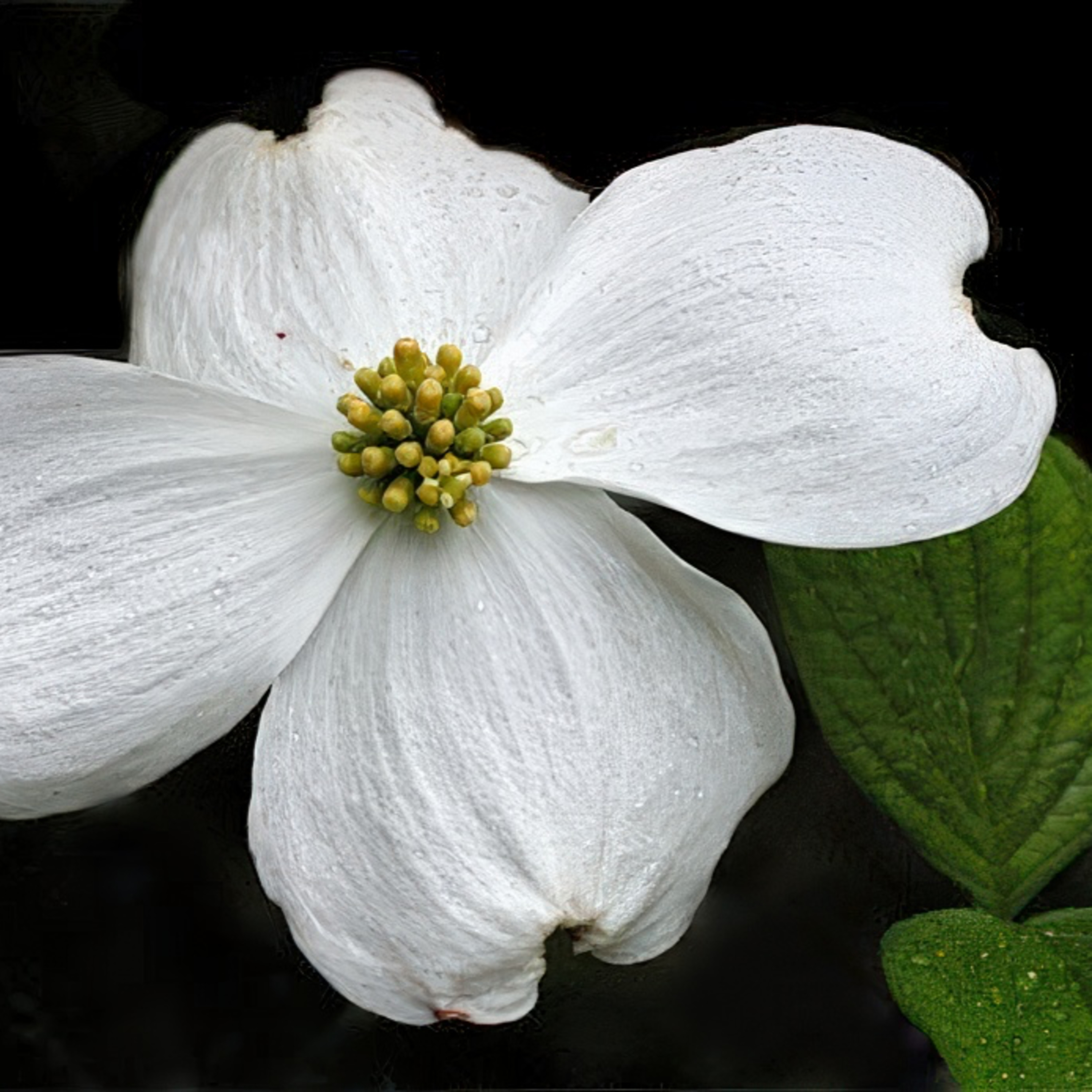 #36—Dogwoods And Hummingbirds: Sure Signs Of Spring episode artwork