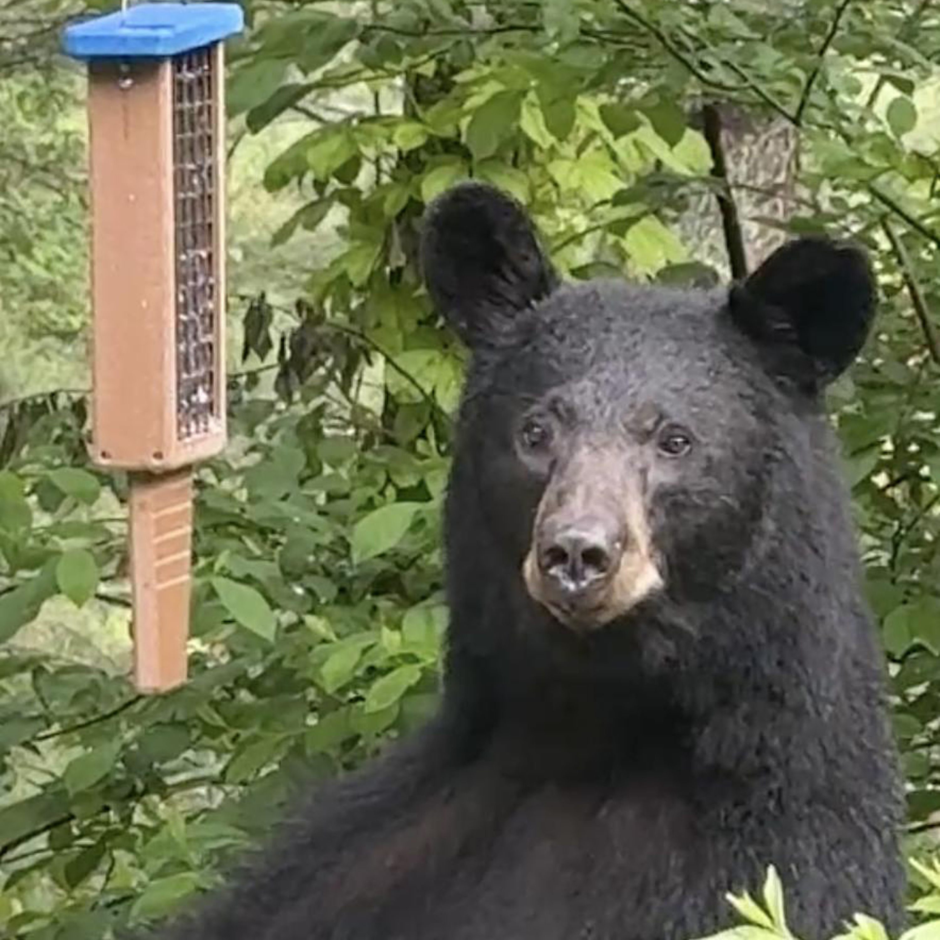 #39—Black Bears, Coyotes, and More! Our Annual Trail Cam Special episode artwork