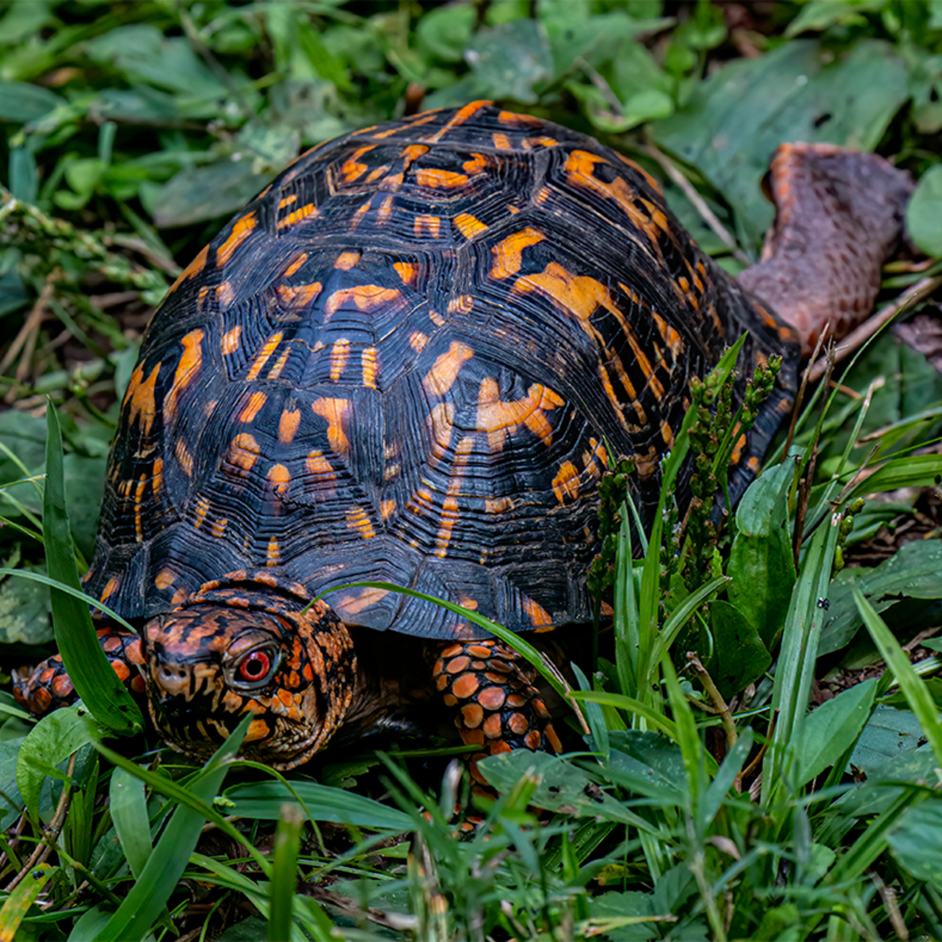 #40—Eastern Box Turtle: Mayapple's Designated Driver episode artwork