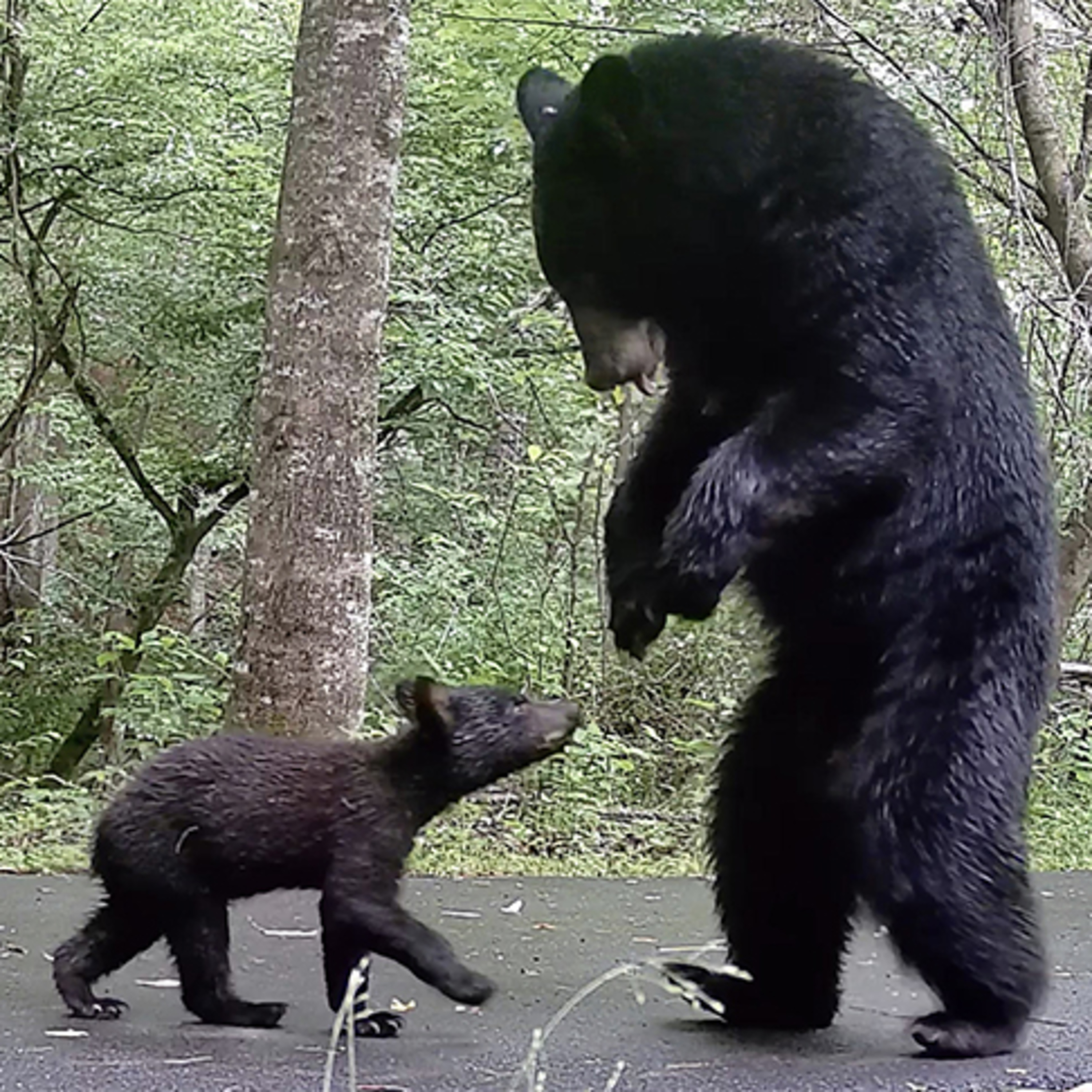 #41—Bears? Yes, We Have Bears. Lots! episode artwork