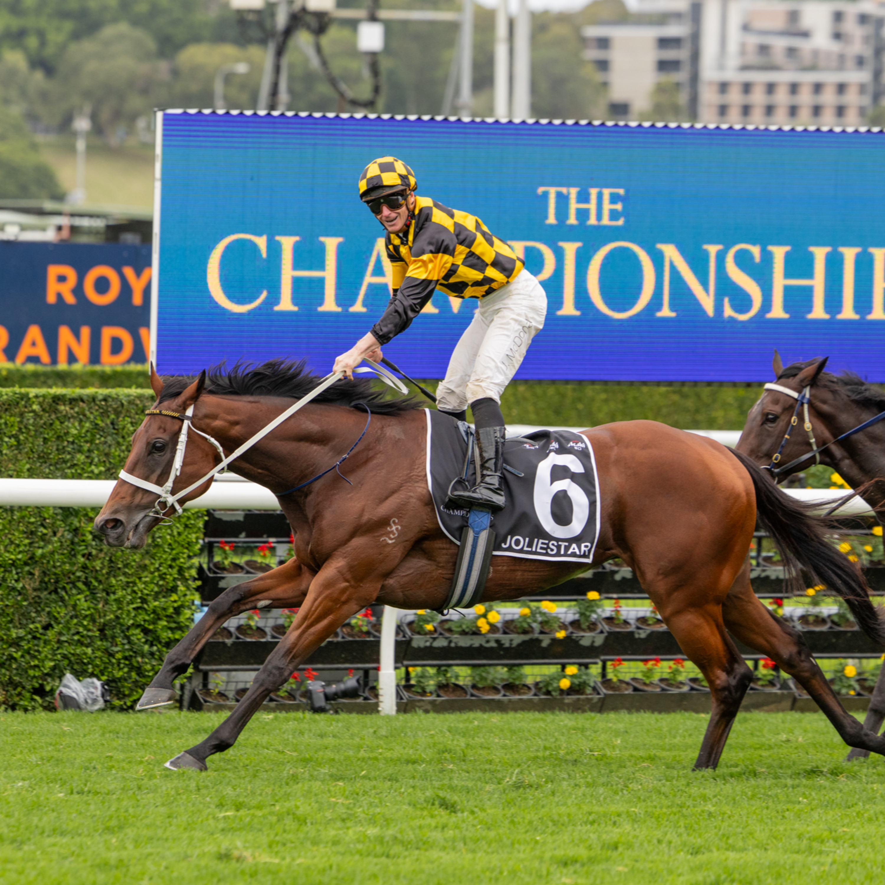Punter's Preamble - 2026 Ipswich Cup Day episode artwork