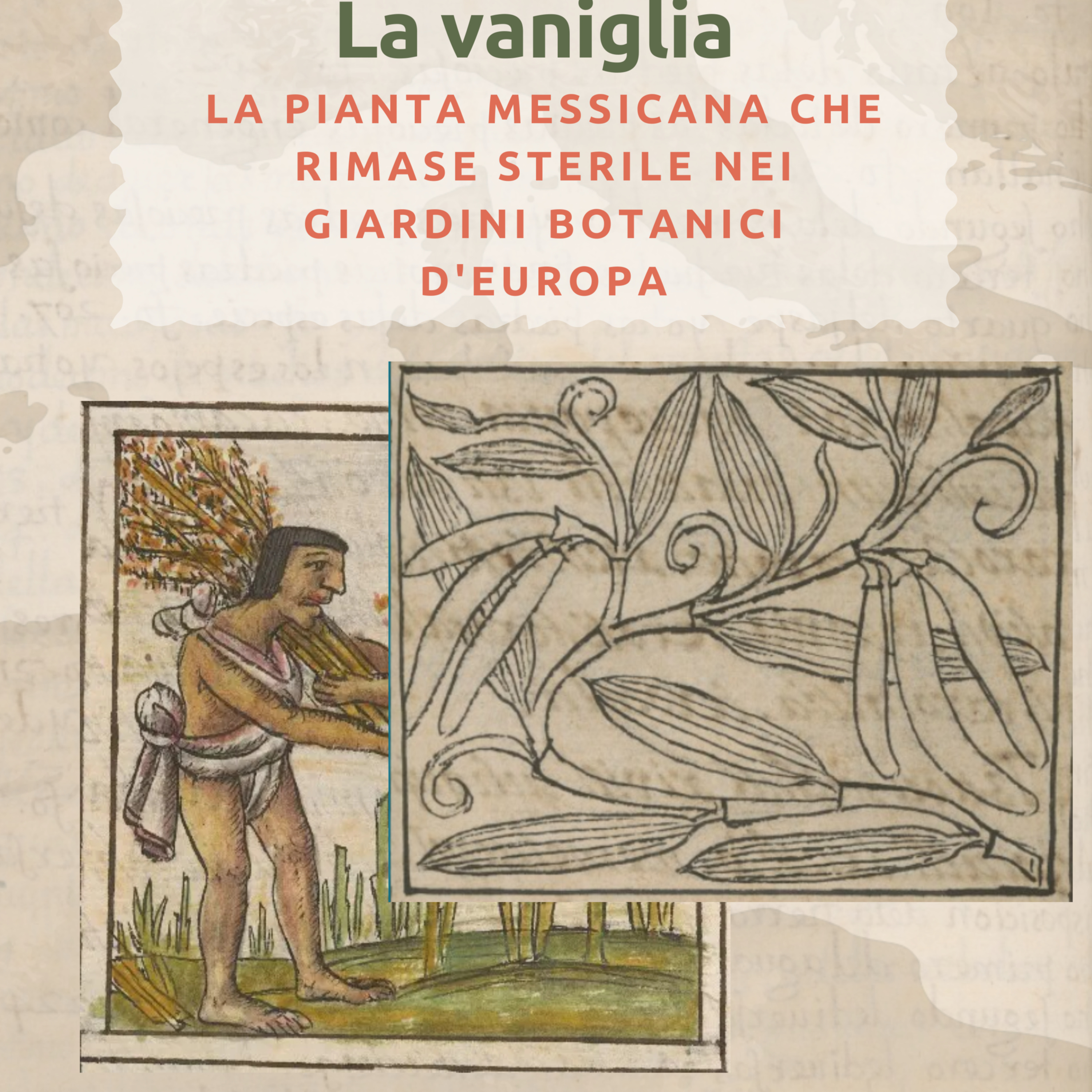 La vaniglia: la pianta messicana che rimase sterile nei giardini botanici d'Europa | VBR. Ep. 14 episode artwork