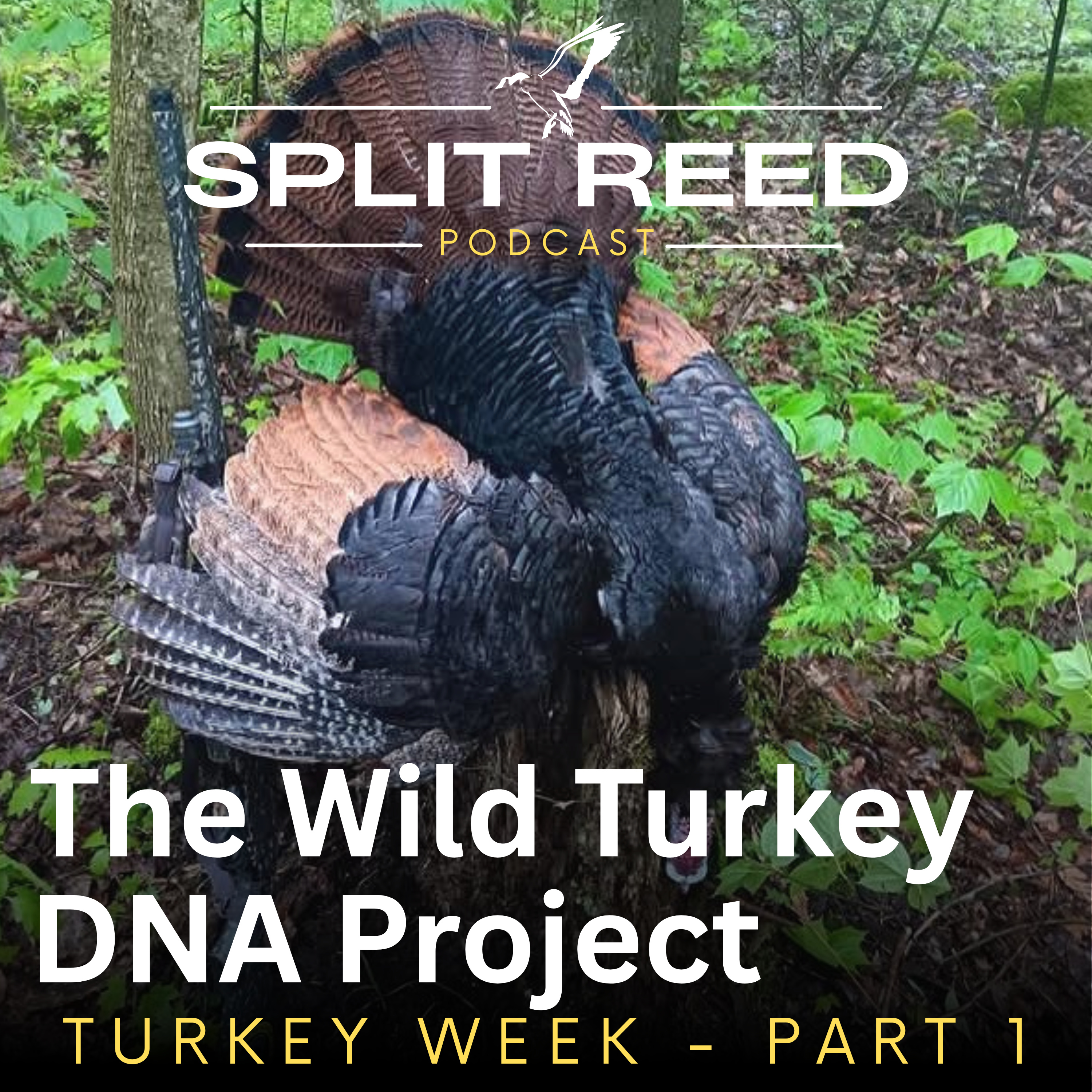 Ep. 3 Understanding Turkey Genetics with Dr. Mike Chamberlain | Turkey Week Part 1 episode artwork
