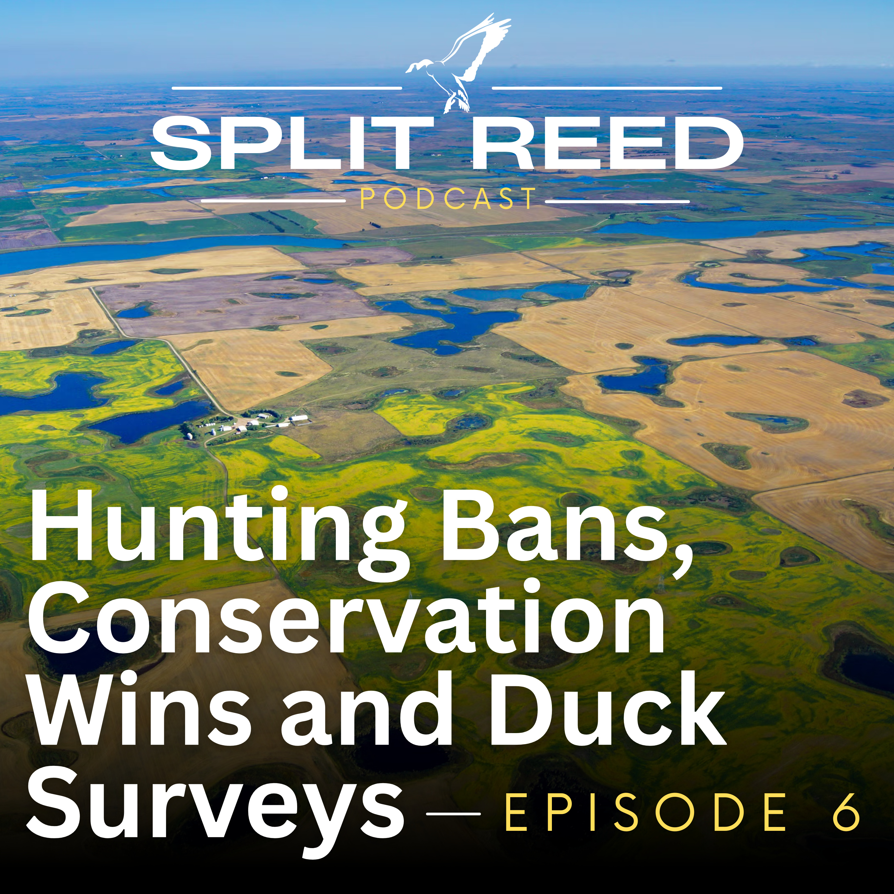 Ep. 6 Hunting Bans, Conservation Wins and Duck Surveys episode artwork