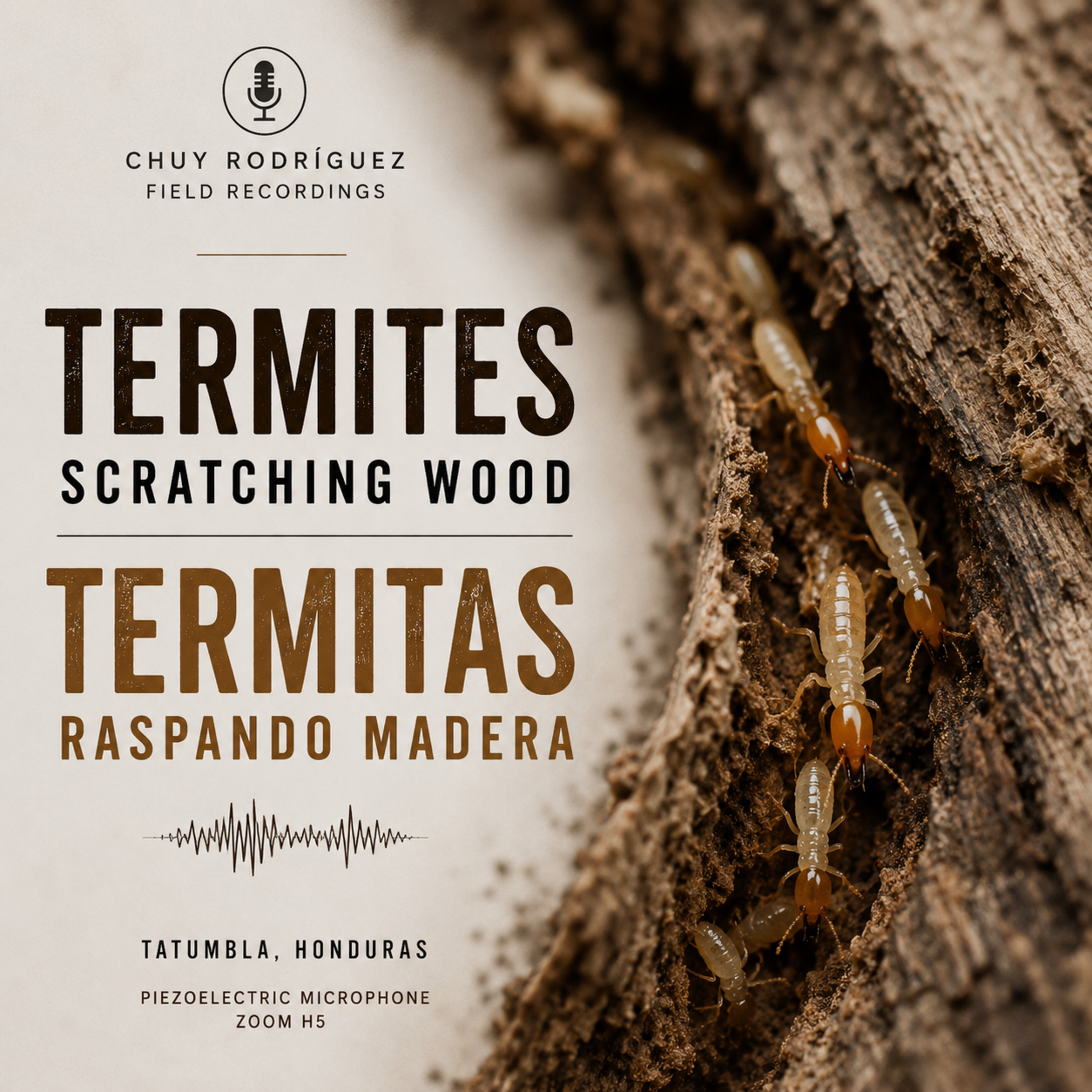 ASMR - Termitas raspando madera | Termites Scratching Wood