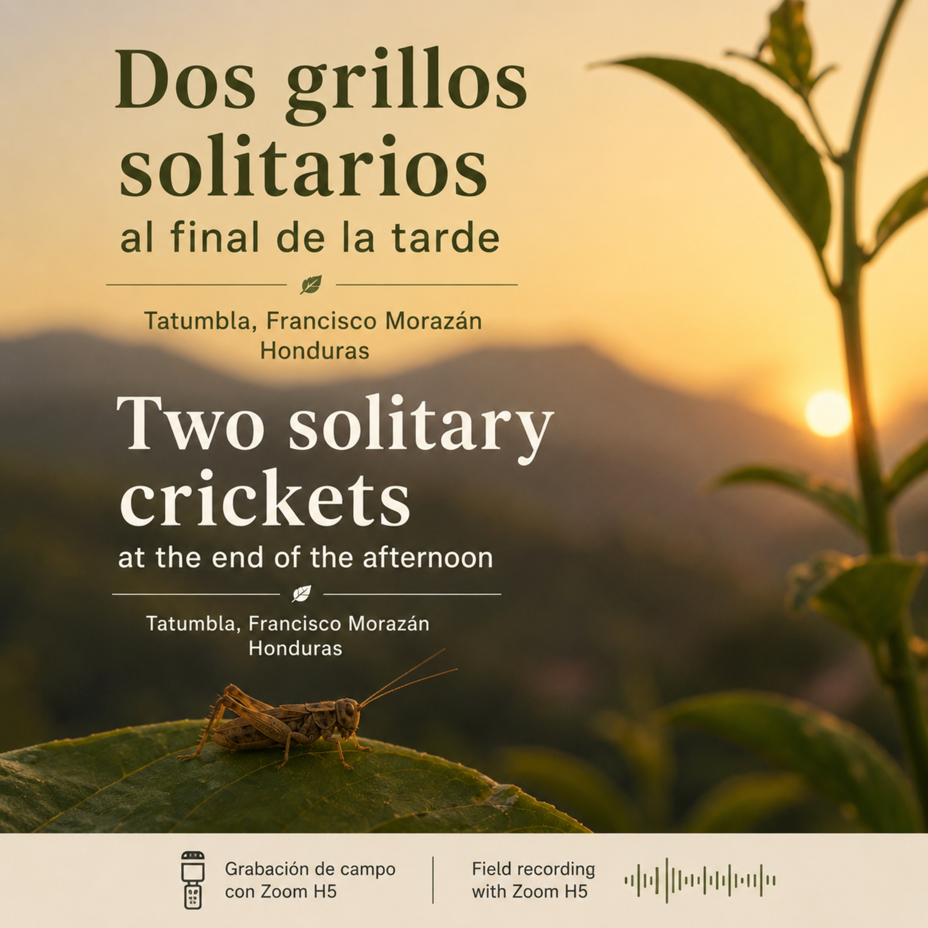 Dos grillos solitarios al final de la tarde | Two Solitary Crickets at the End of the Afternoon | Tatumbla, Honduras