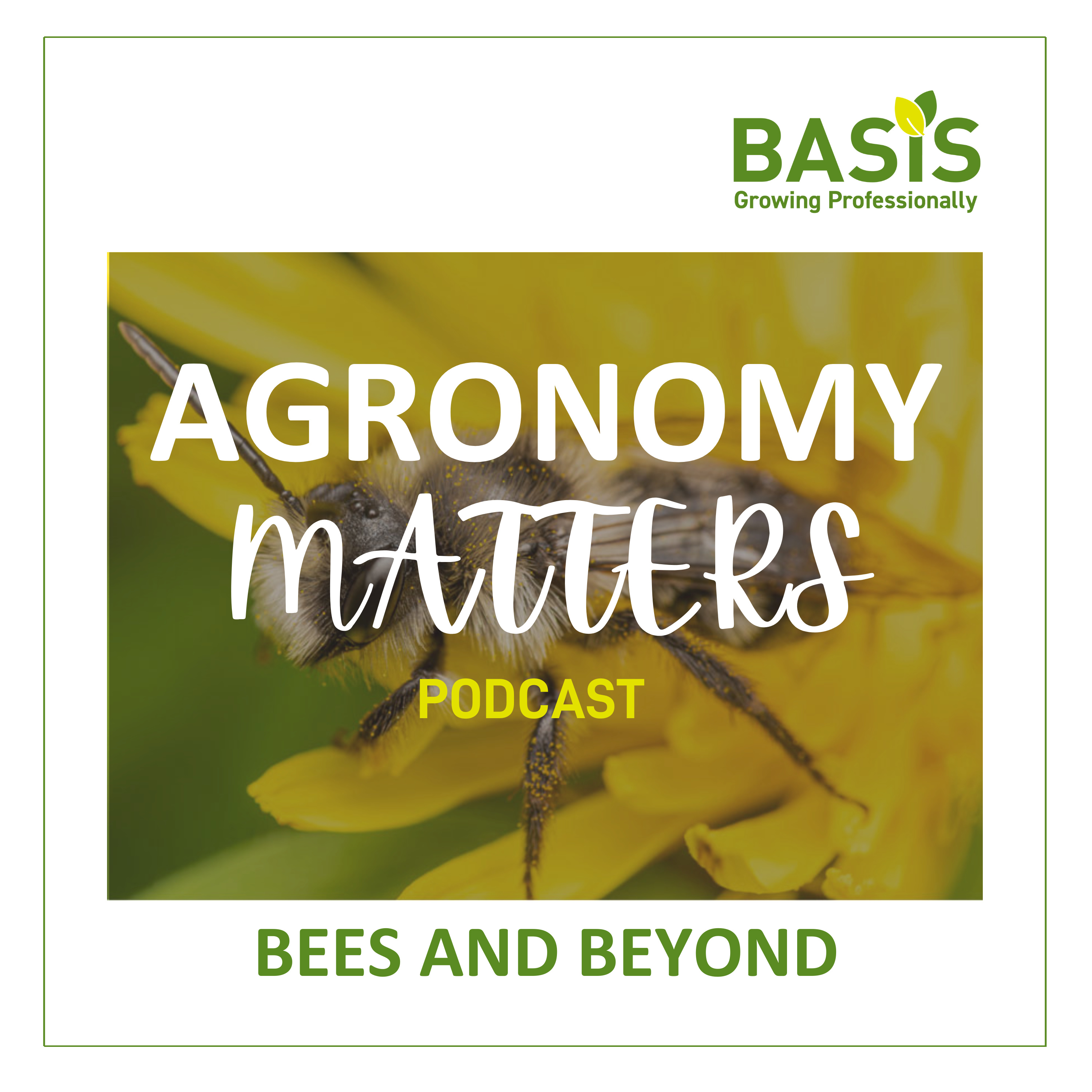 Bees and Beyond