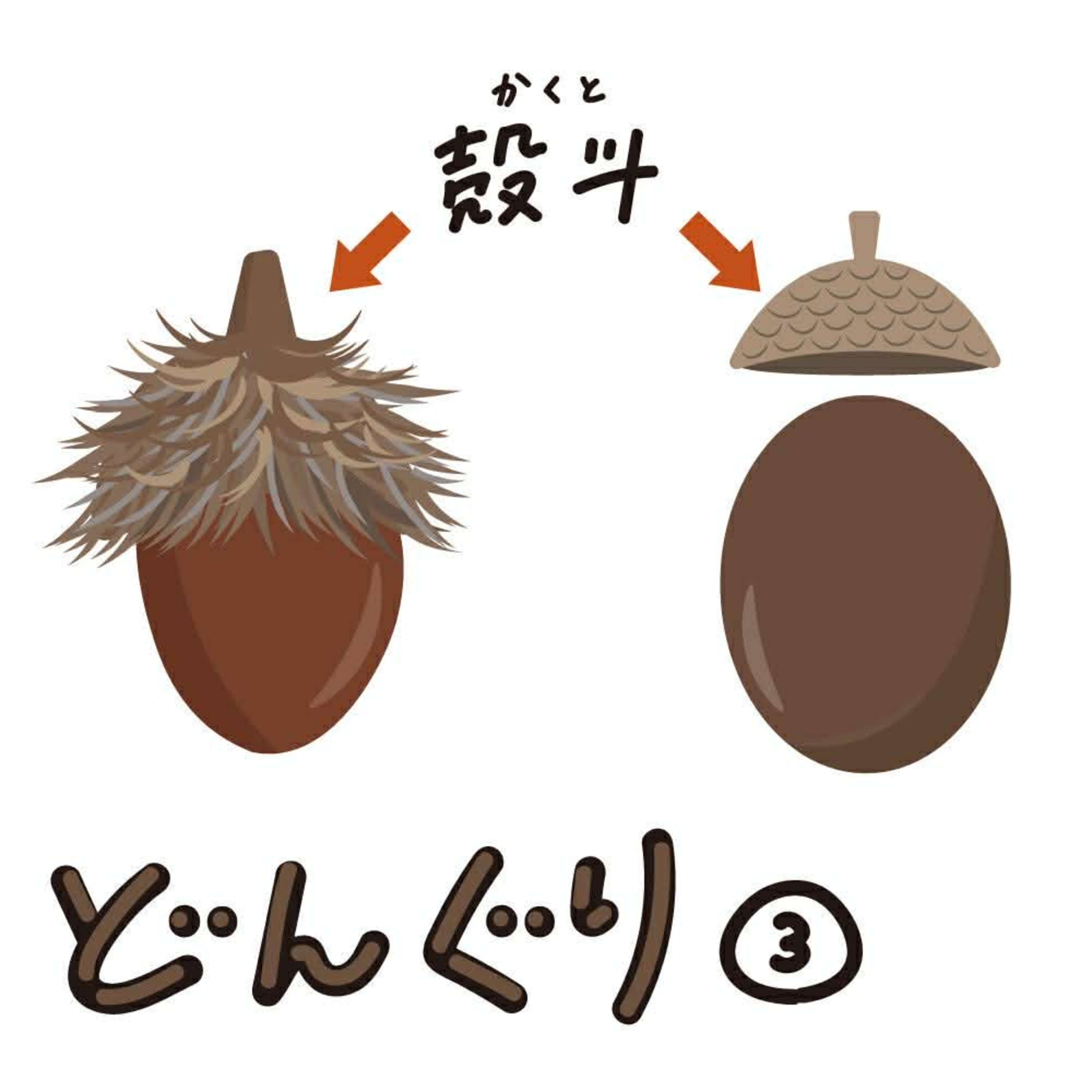 #7「アボガドは進化の亡霊？どんぐりの帽子の戦略とブナ科の分類について」【MOKUIKU Podcast】【どんぐり編1-3】 episode artwork