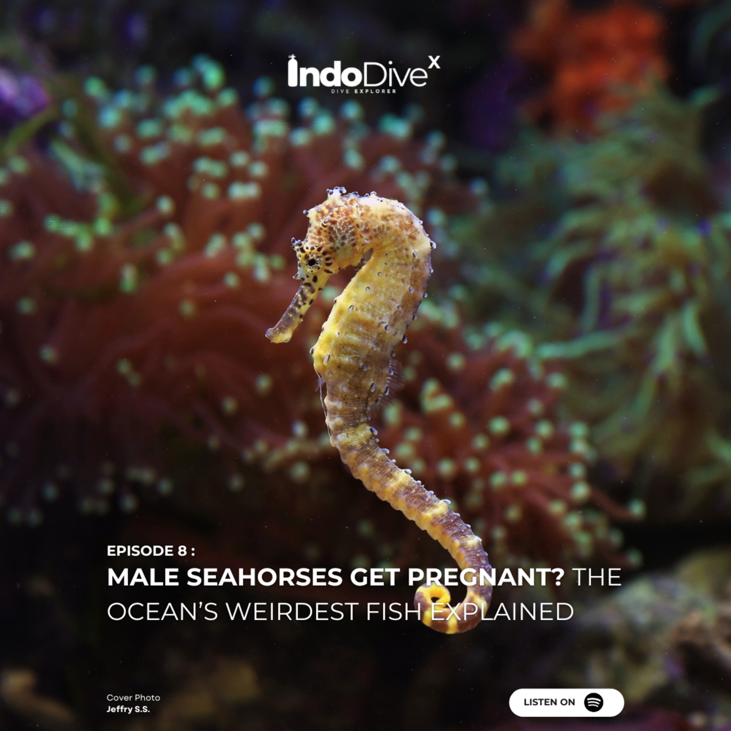 EPISODE 8 - Male Seahorses Get Pregnant? The Ocean’s Weirdest Fish Explained | IndoDiveX episode artwork