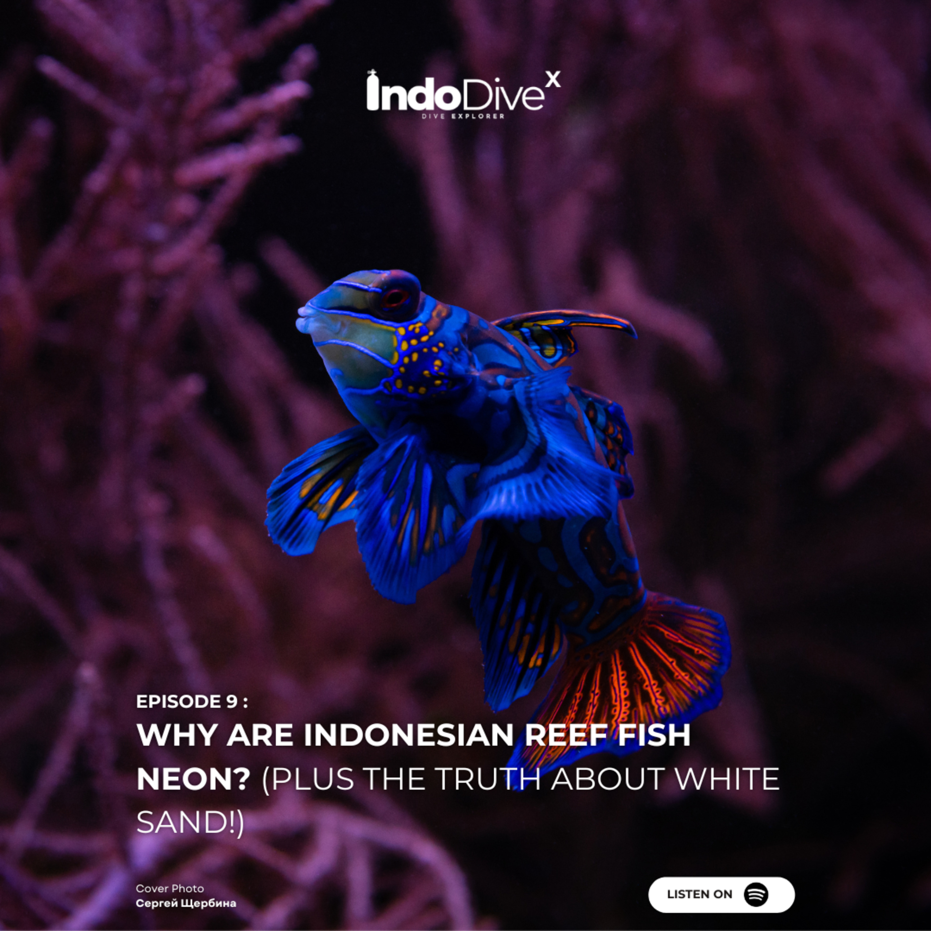 EPISODE 9 - Why Are Indonesian Reef Fish Neon? (Plus the Truth About White Sand!) | IndoDiveX episode artwork