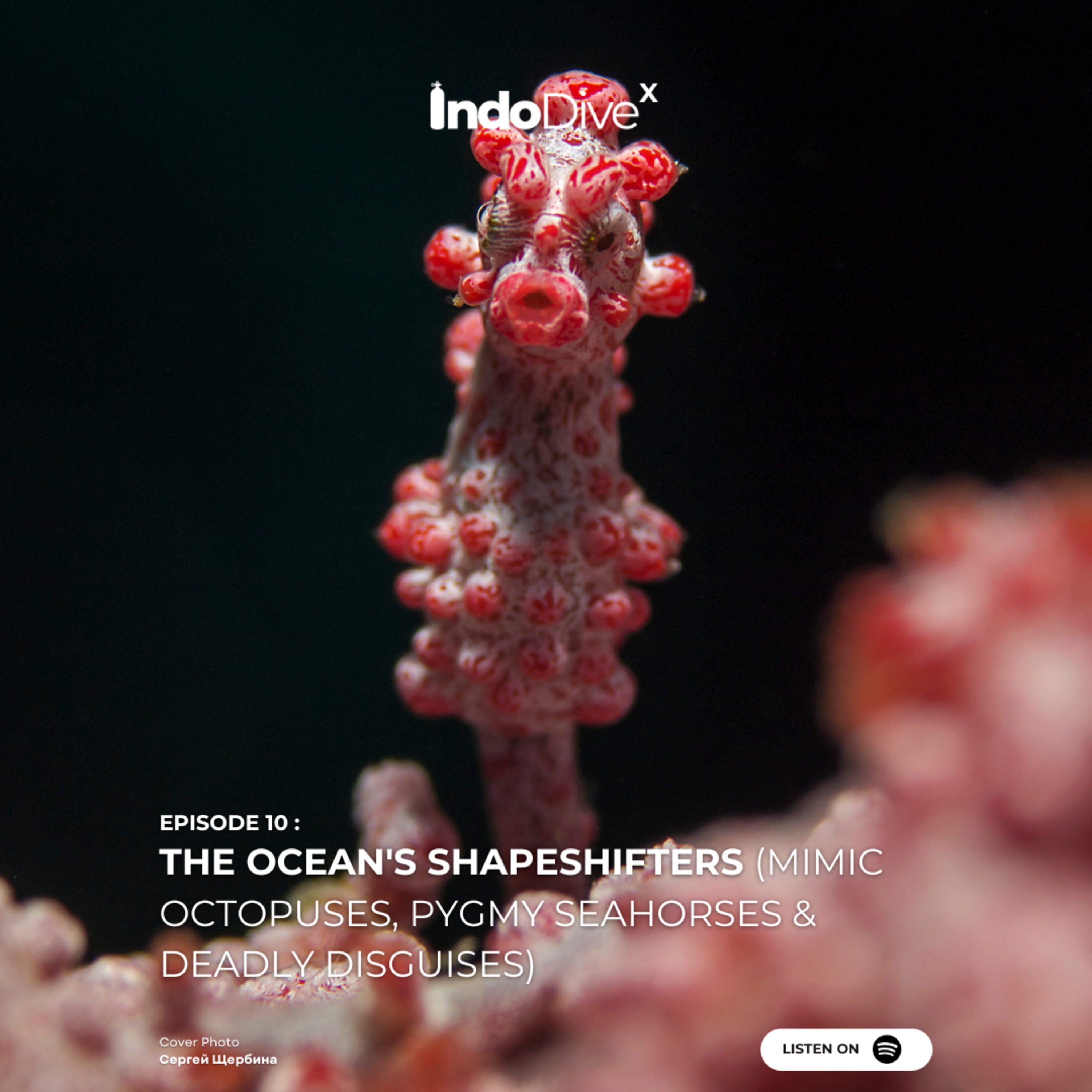 EPISODE 10 - The Ocean's Shapeshifters (Mimic Octopuses, Pygmy Seahorses & Deadly Disguises) | IndoDiveX episode artwork