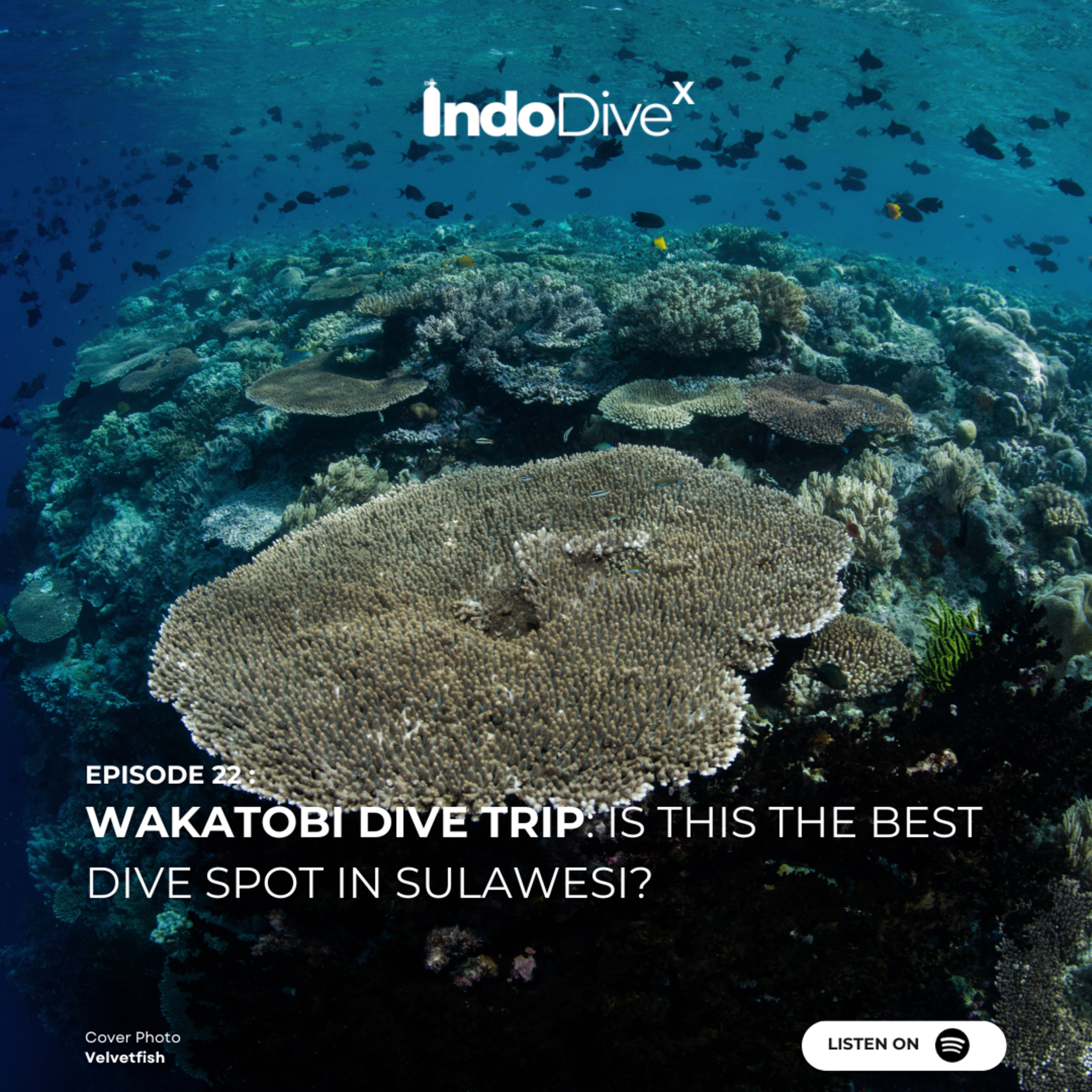 EPISODE 22 : Wakatobi Dive Trip: Is This the Best Dive Spot in Sulawesi? | IndoDiveX episode artwork