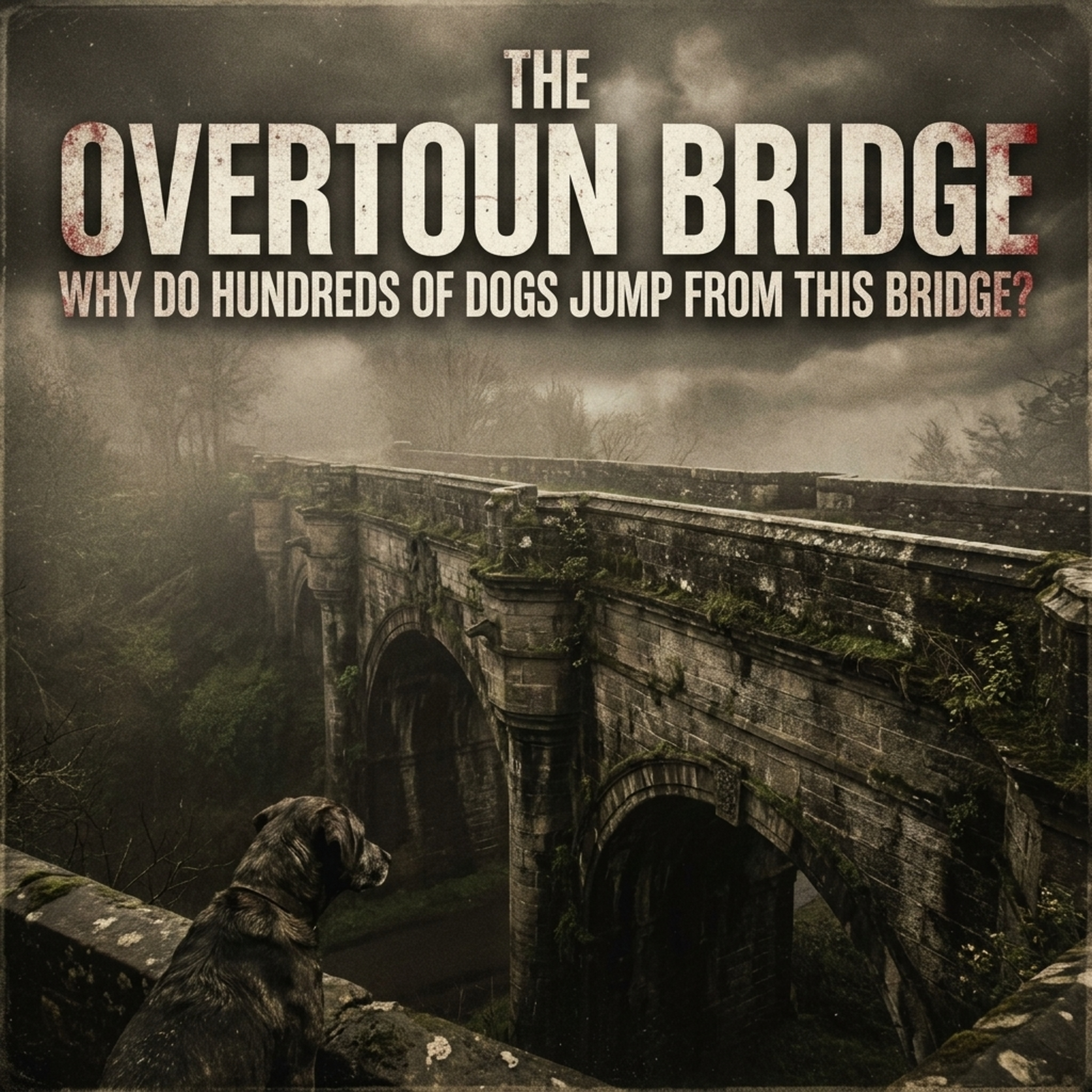 THE OVERTOUN BRIDGE: WHY DO HUNDREDS OF DOGS JUMP FROM THIS BRIDGE? episode artwork