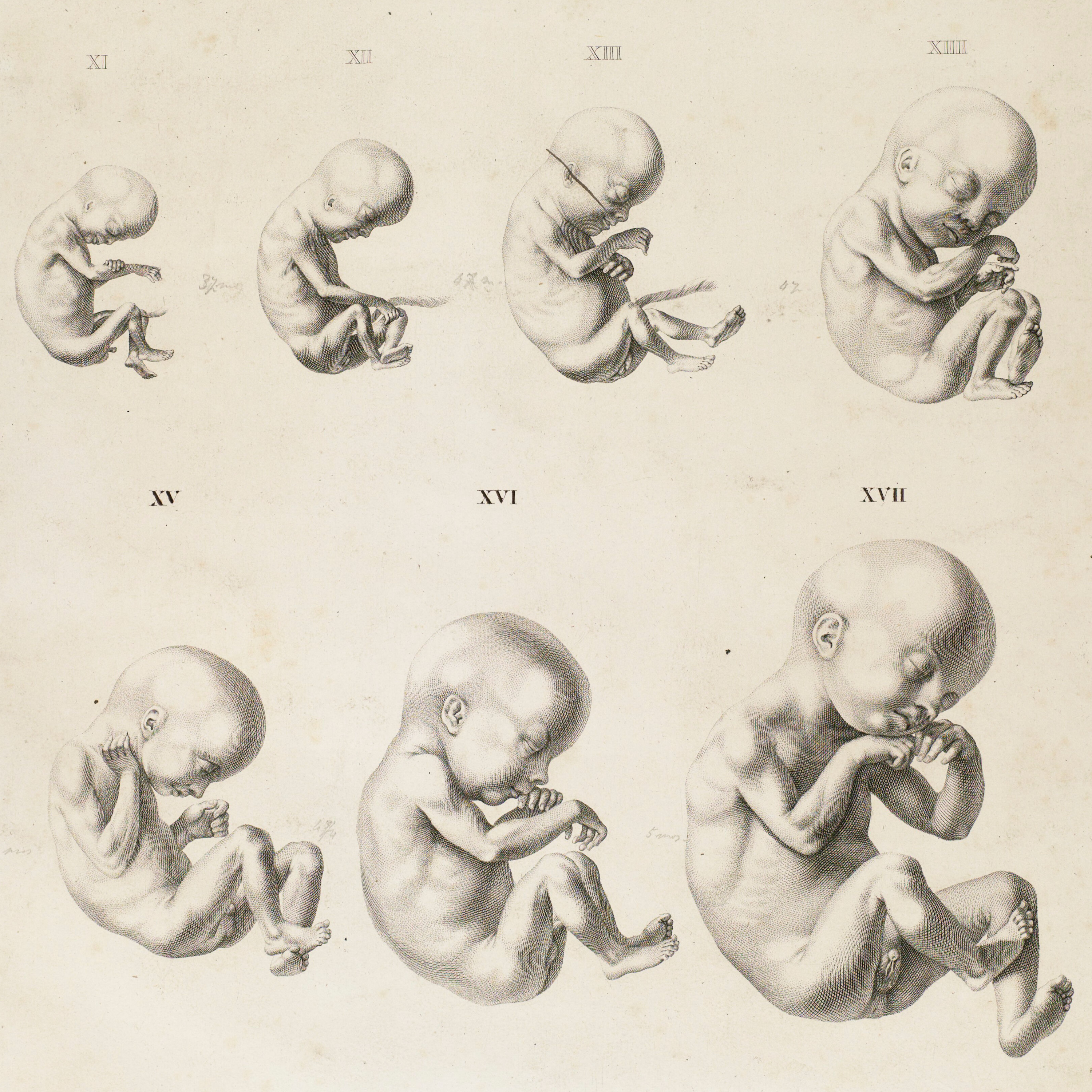 Hoe ‘prenataal leven’ ontstond en de rest van ons leven ging bepalen – prof. Tinne Claes episode artwork