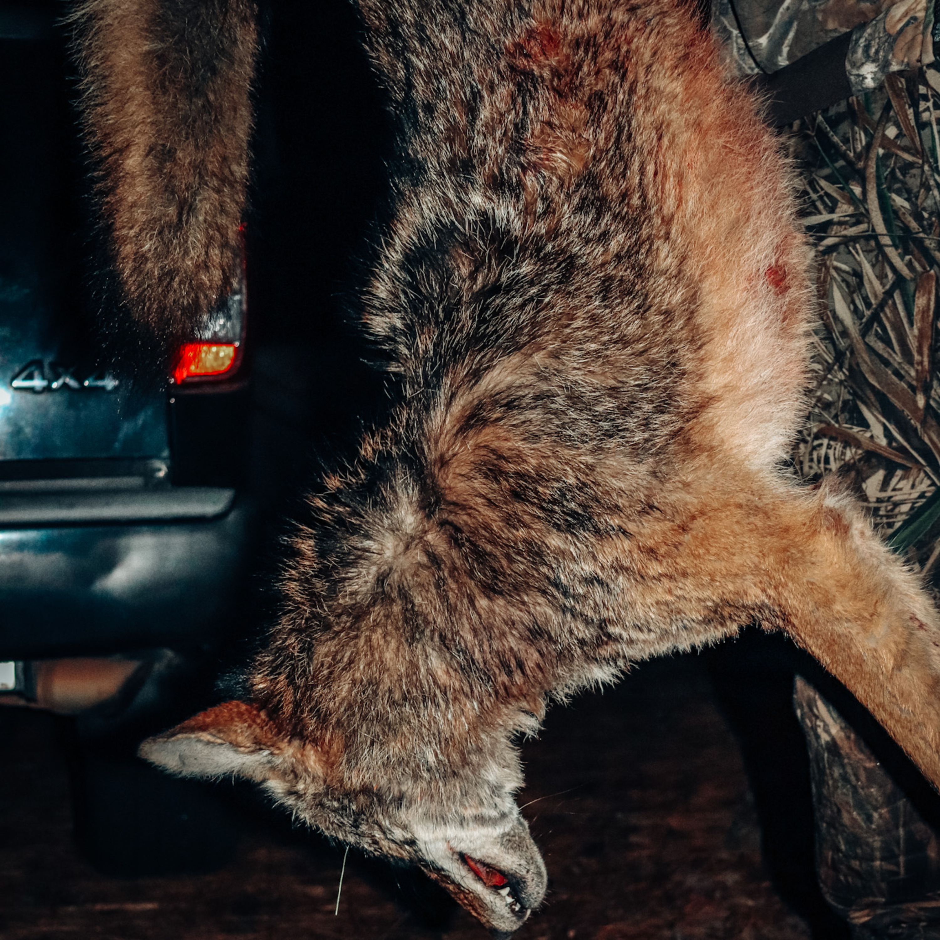 Coyote Down: My First Successful Coyote Hunt!