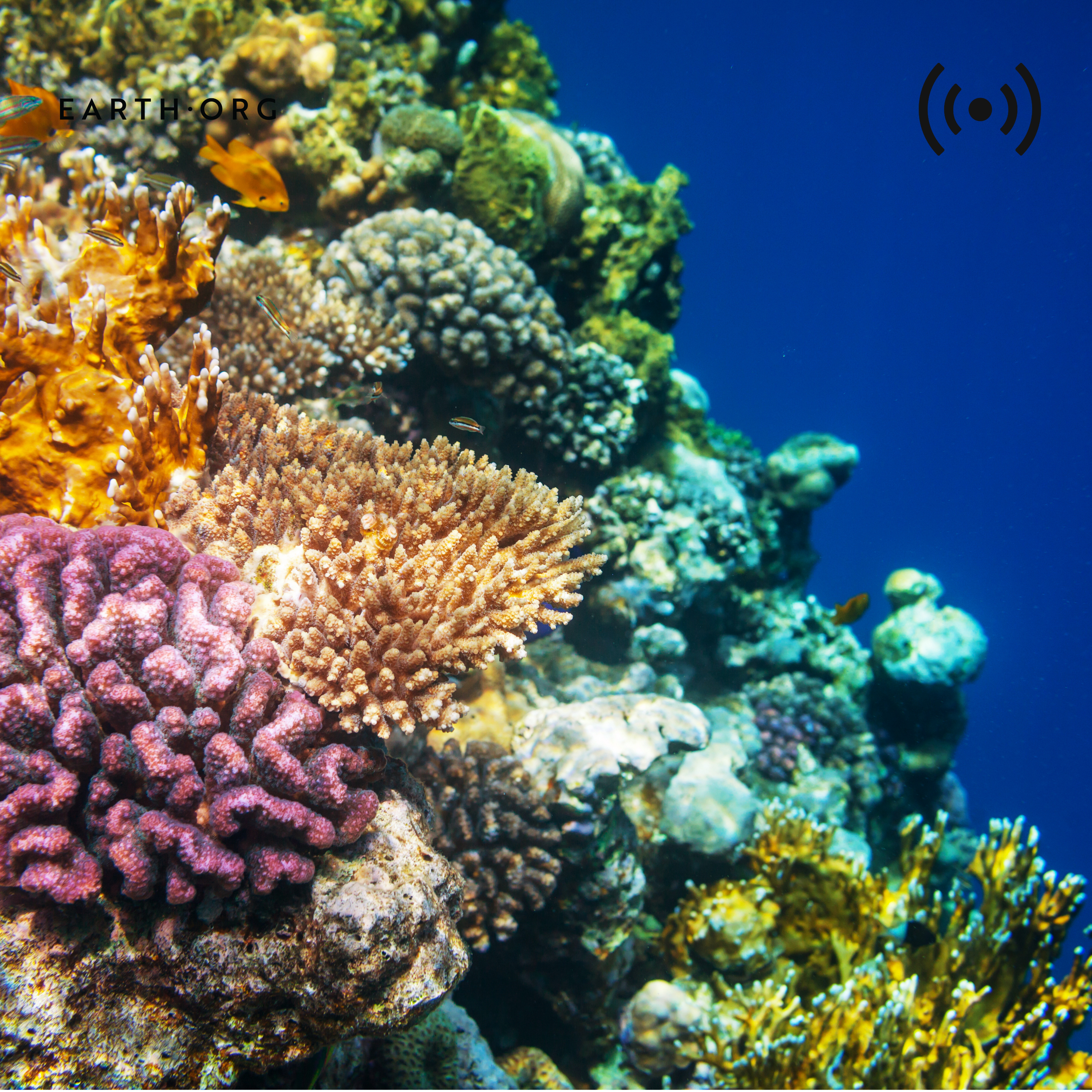 Are coral reefs doomed on a warming planet?
