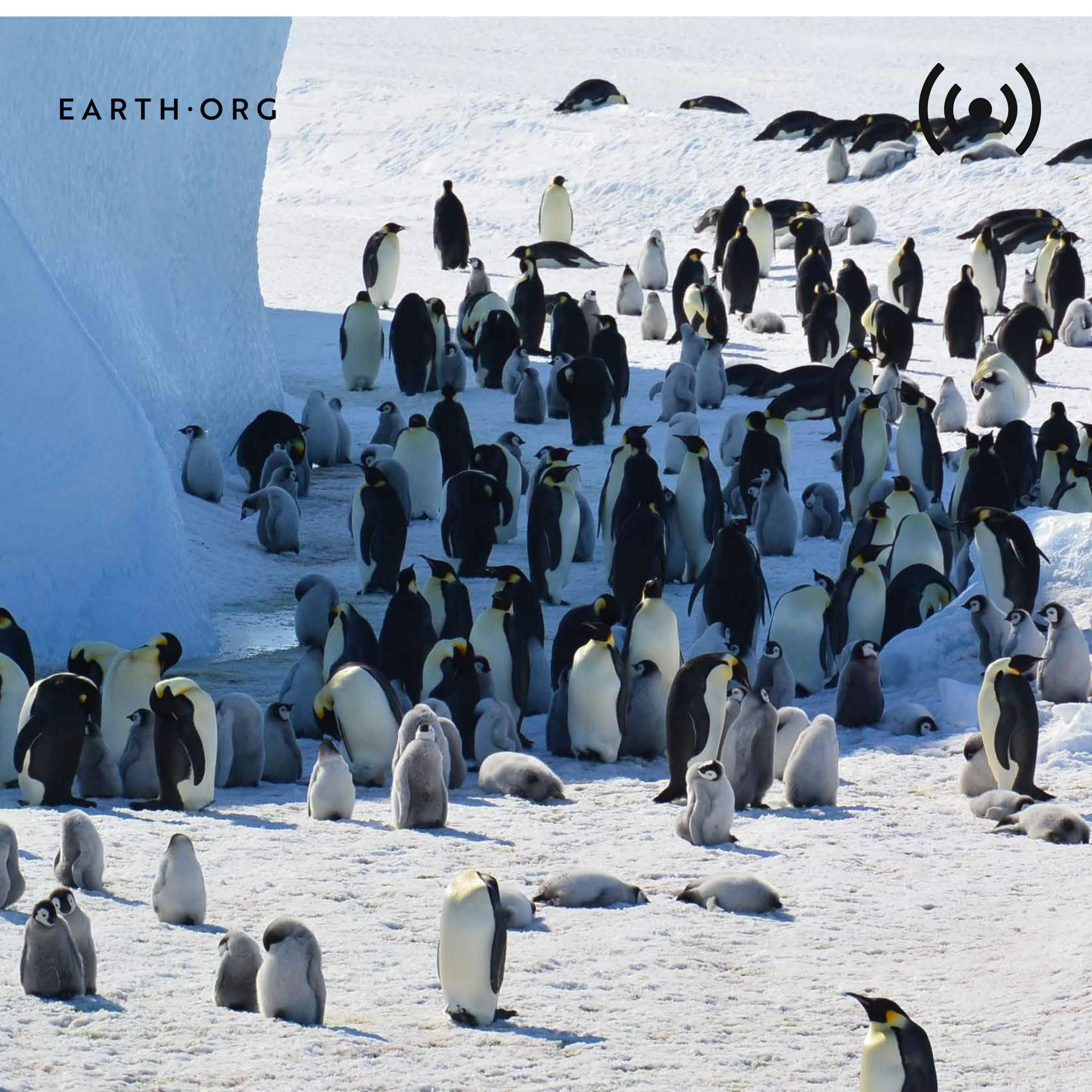 Emperor penguins are now endangered; near-record sea temperatures in March pave wave for El Niño