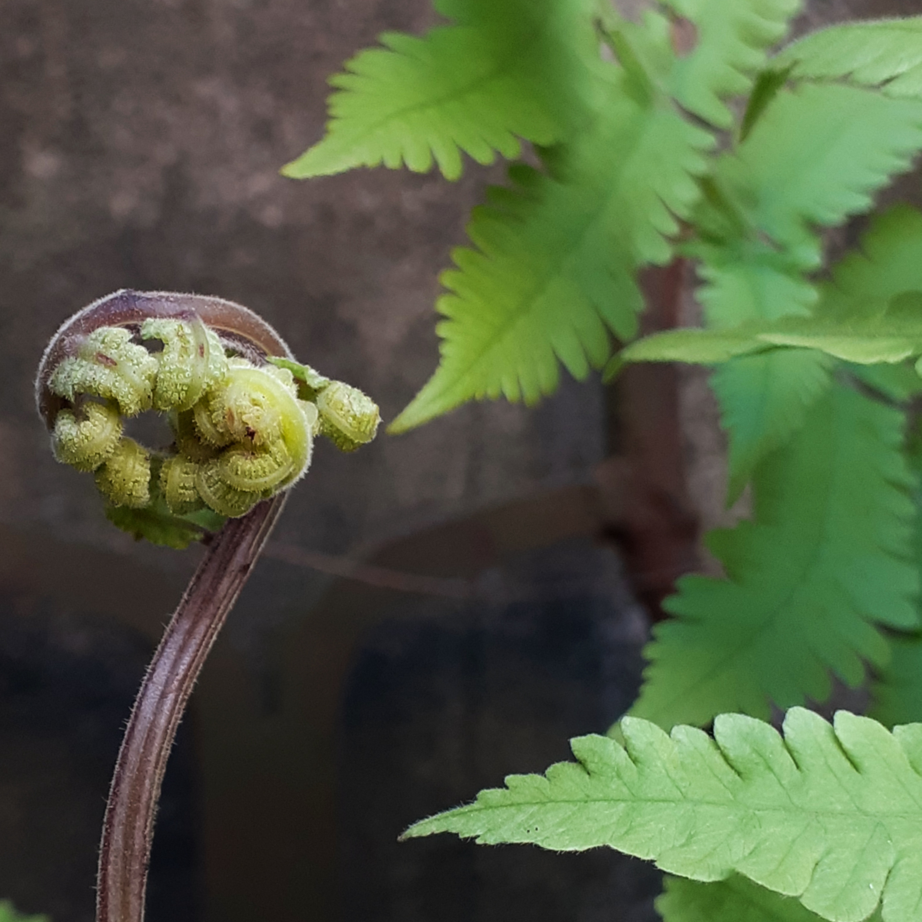 Hacemos sin parar porque estamos desconectados de la naturaleza