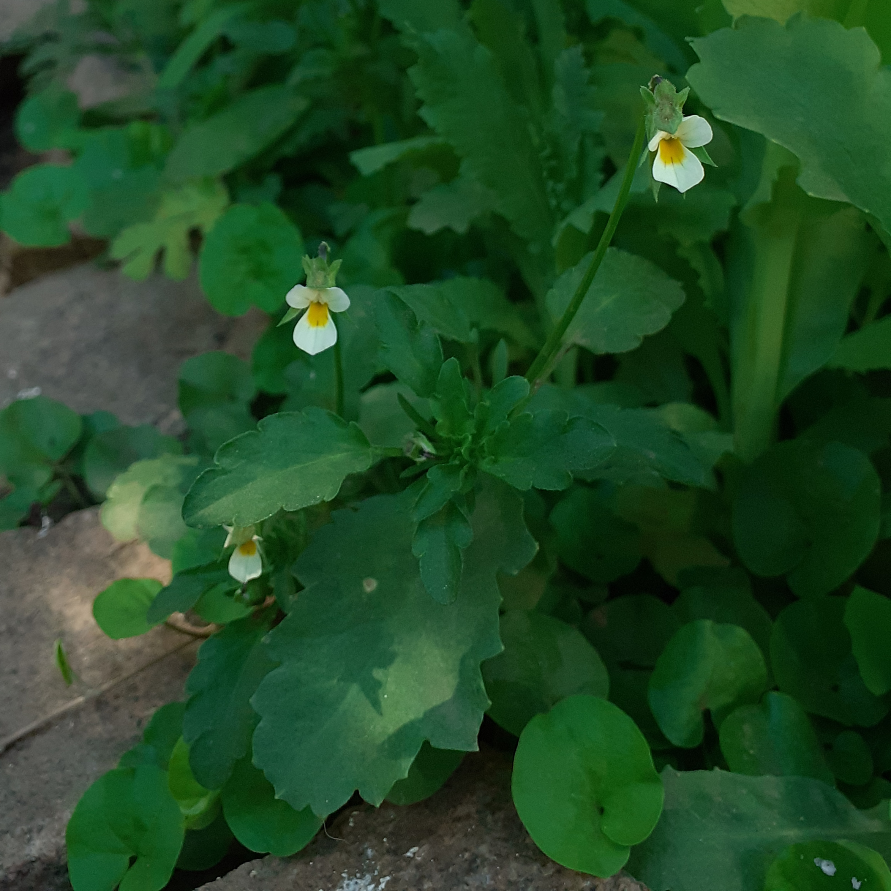 Diseño Humano y Claves Genéticas aplicados al bienestar personal