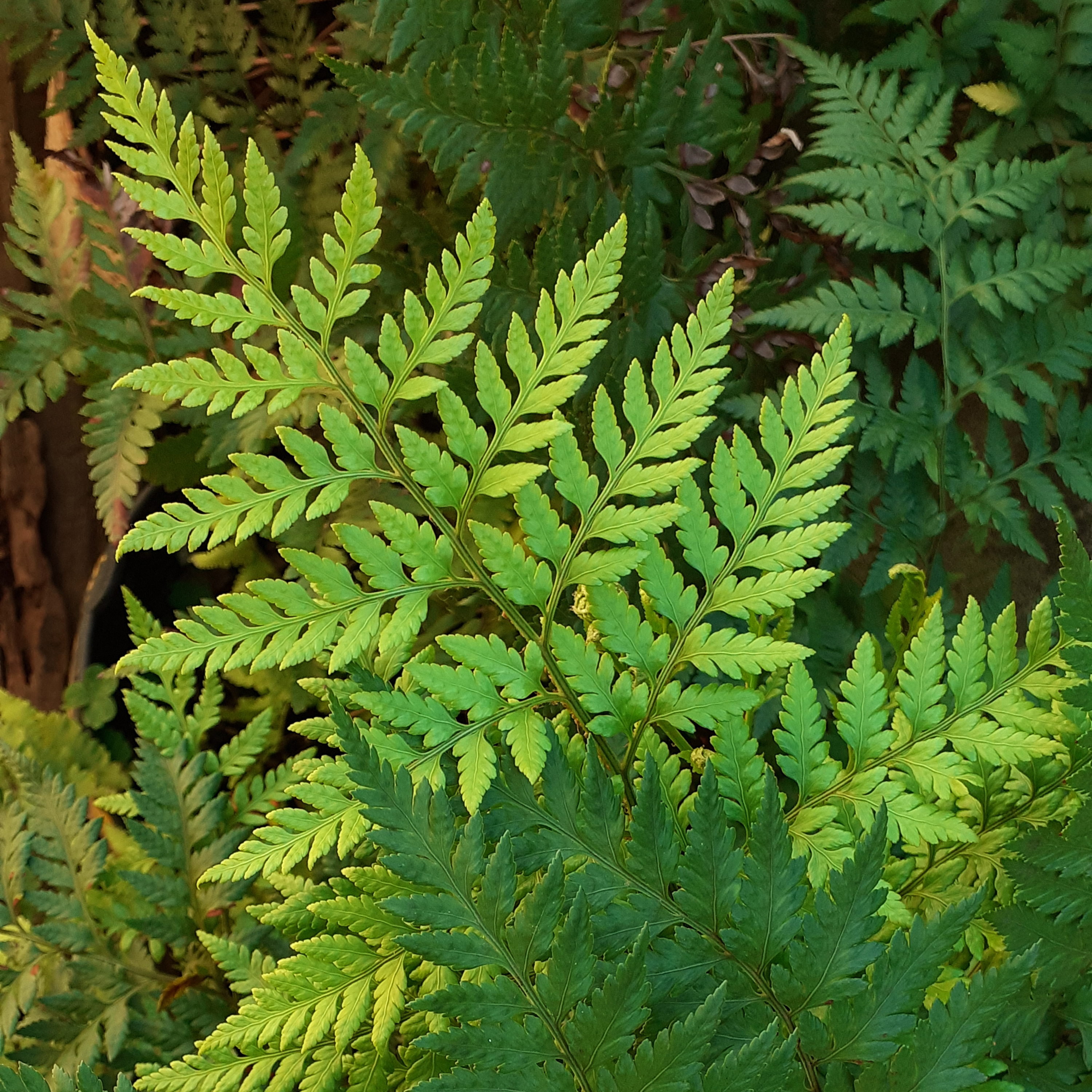 Diseño Humano y Claves Genéticas aplicados al bienestar laboral