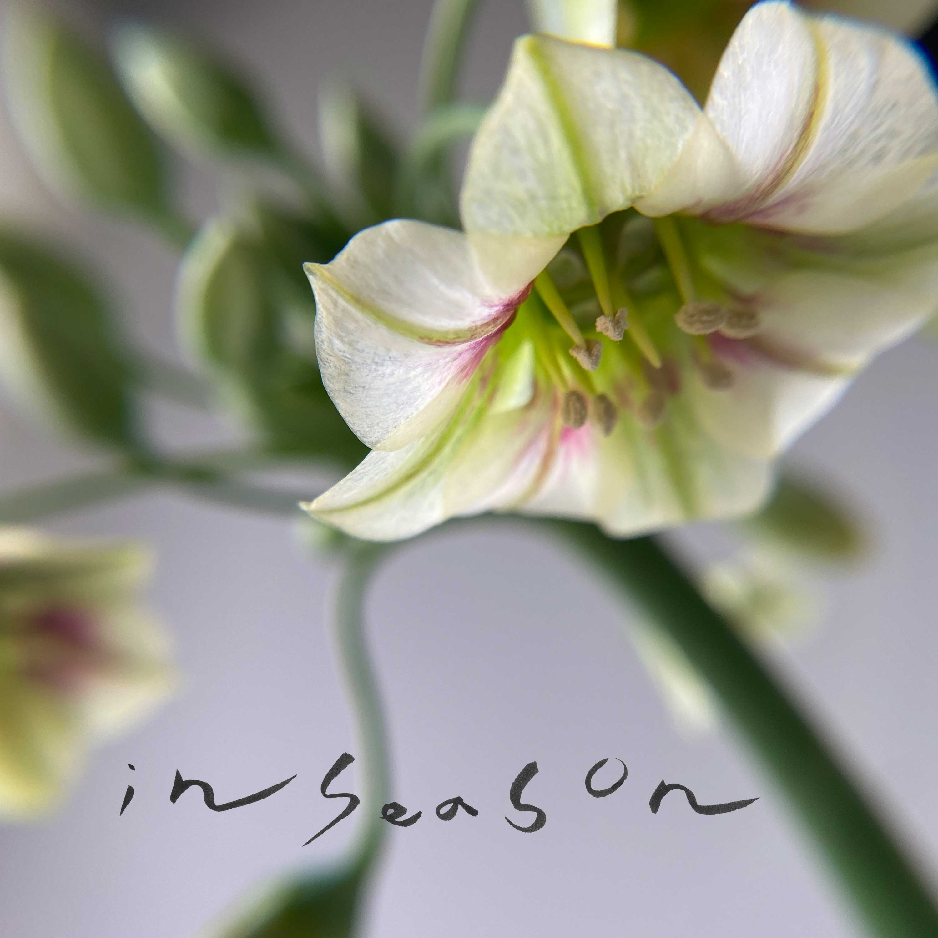 【in season】#19 夏のお花の楽しみ方と、暑い夏を乗り越える「暮らしの工夫」ハッカ油、すだれ、冷房の使い方…… episode artwork