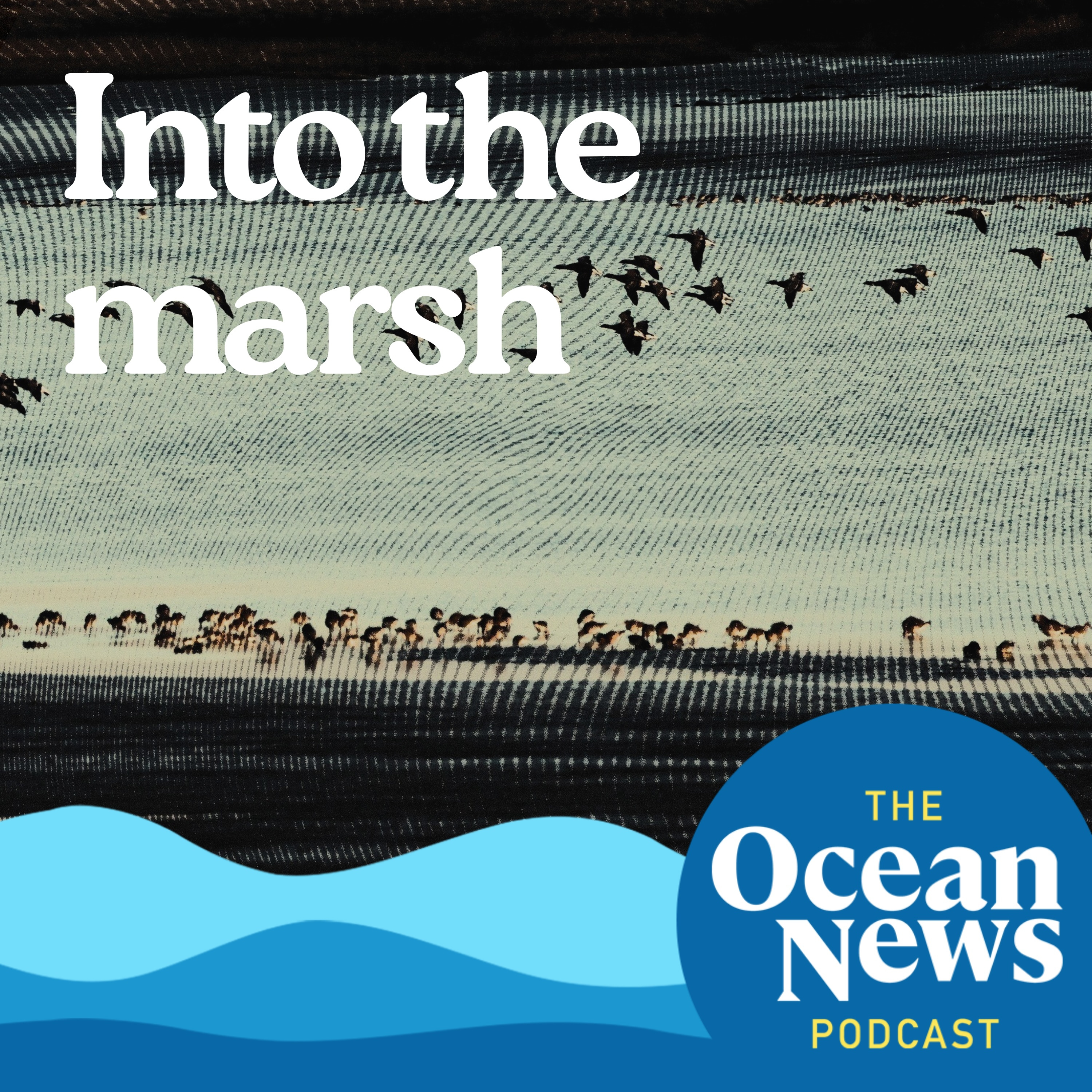 Into the marsh: Protecting saltwater habitats from sea level rise episode artwork