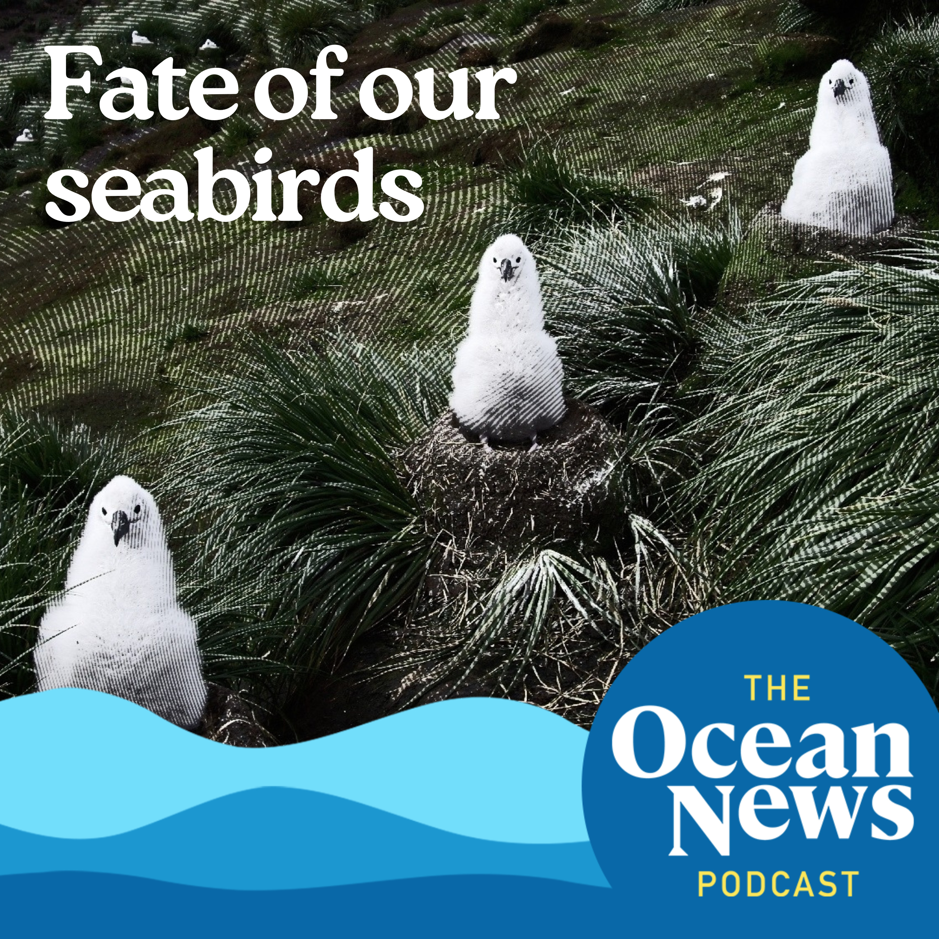 The Fate of Our Seabirds: How Ancient Poo Offers New Insight into Future Seabird Populations episode artwork