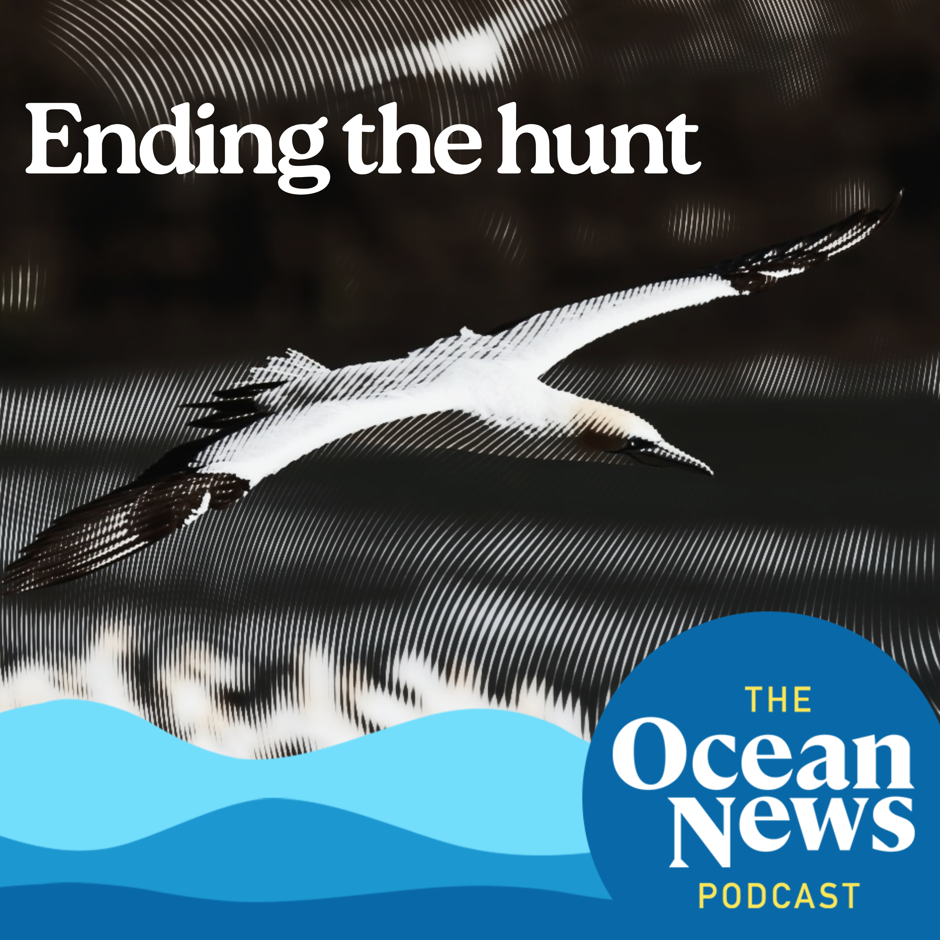 Critically THREATENED bird put at RISK by Guga Hunt episode artwork