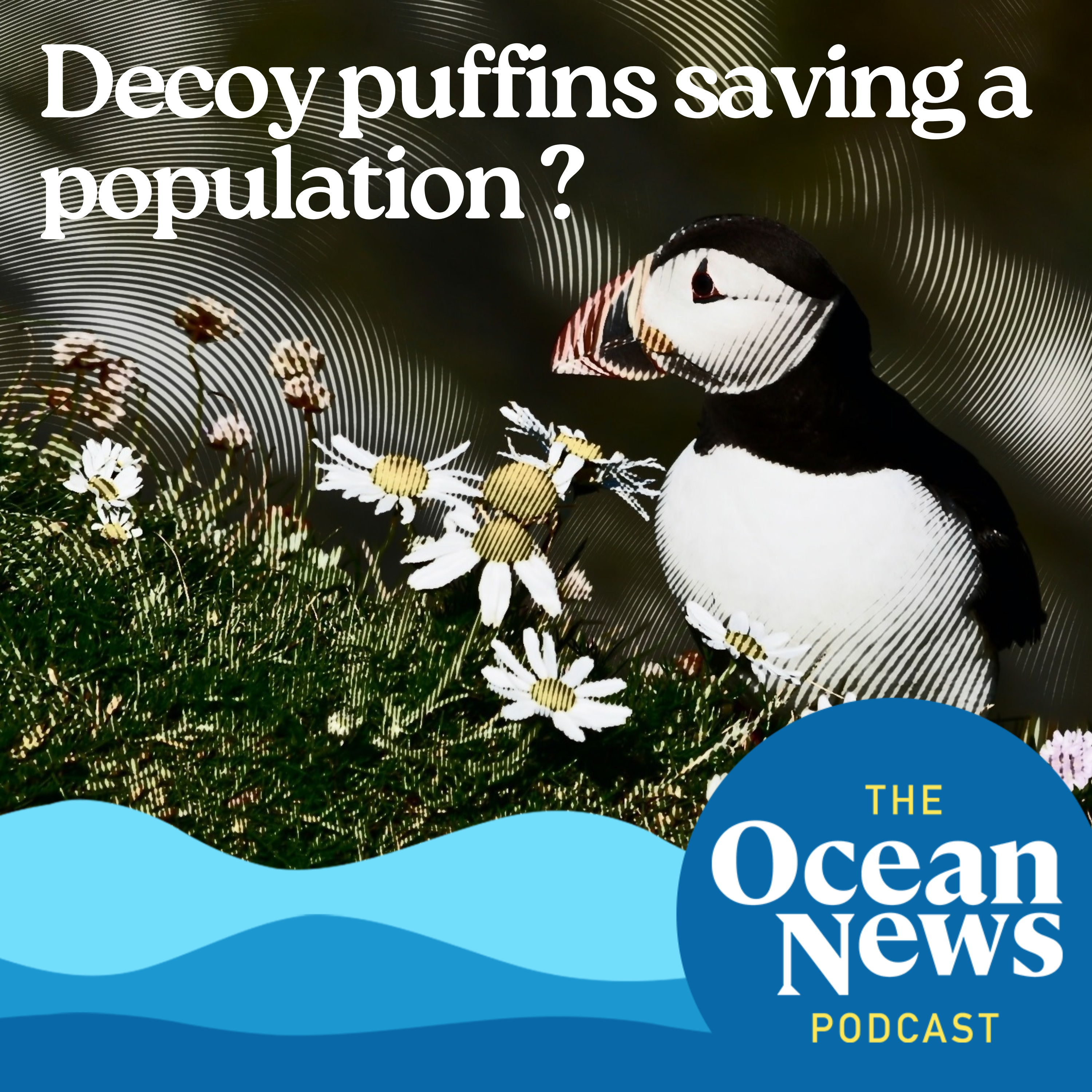 Can plastic DECOY puffins save a species from its rat problem? episode artwork