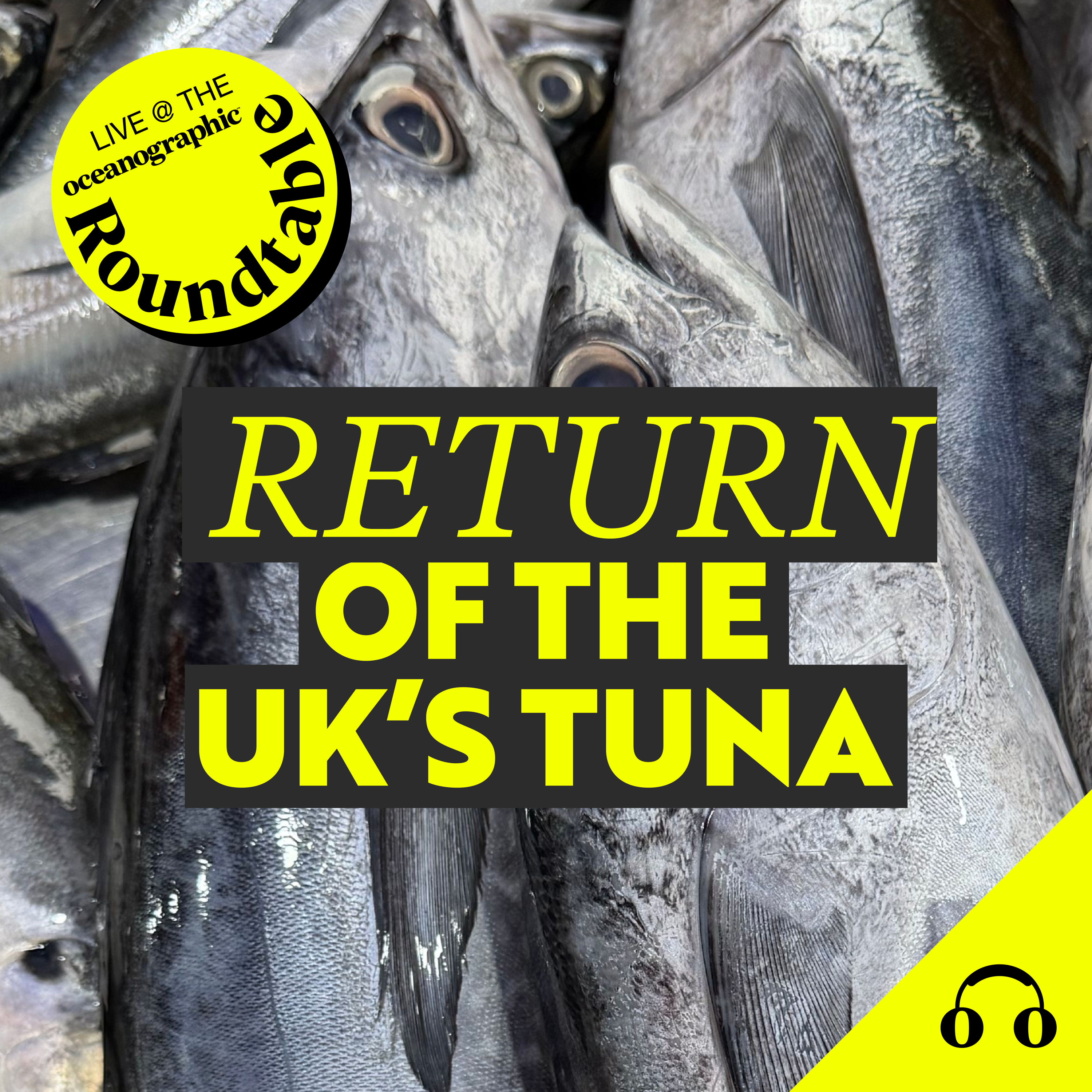 Bluefin Tuna Return: The Comeback of the UK's Apex Ocean Giant