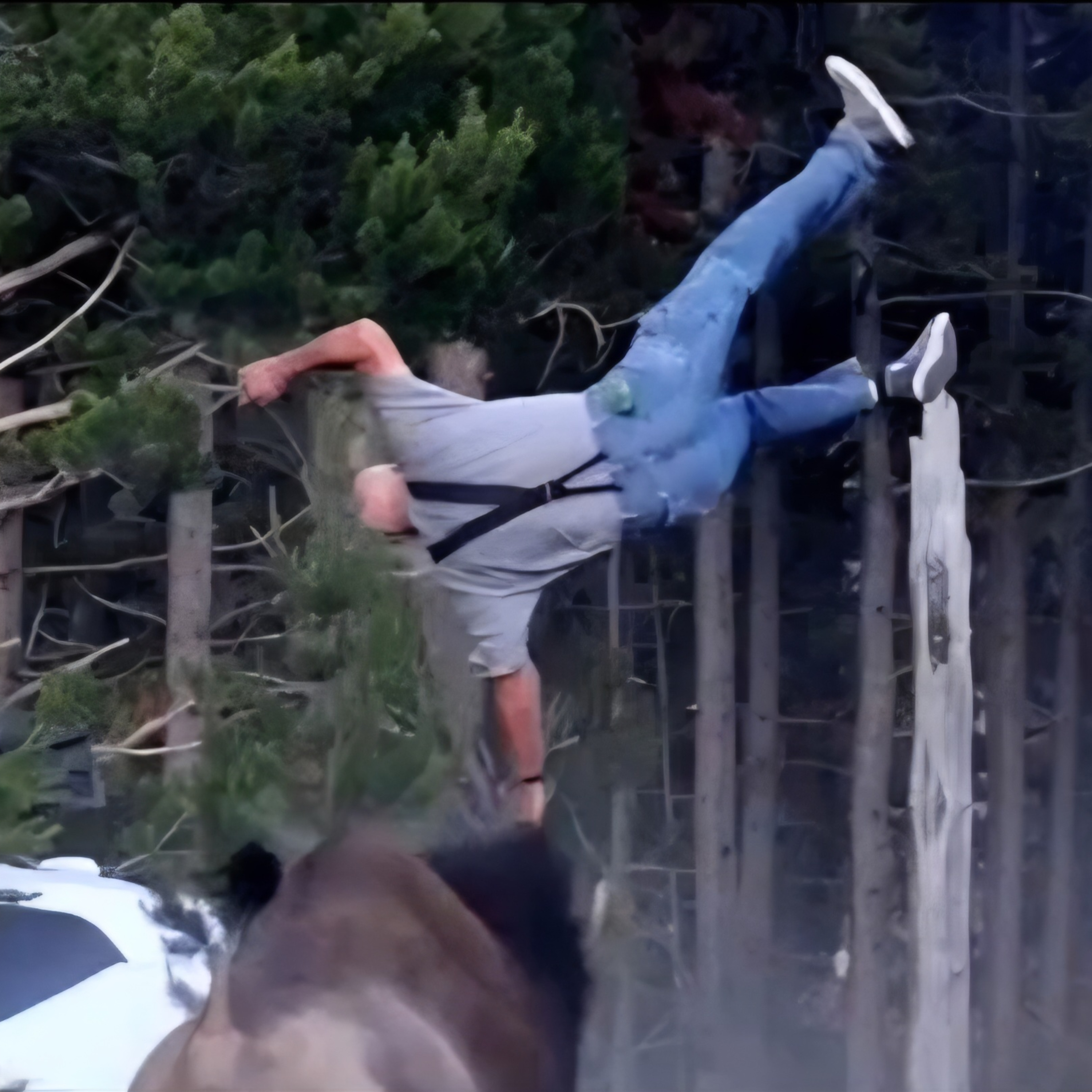 Bison tosses tourist in Yellowstone National Park episode artwork