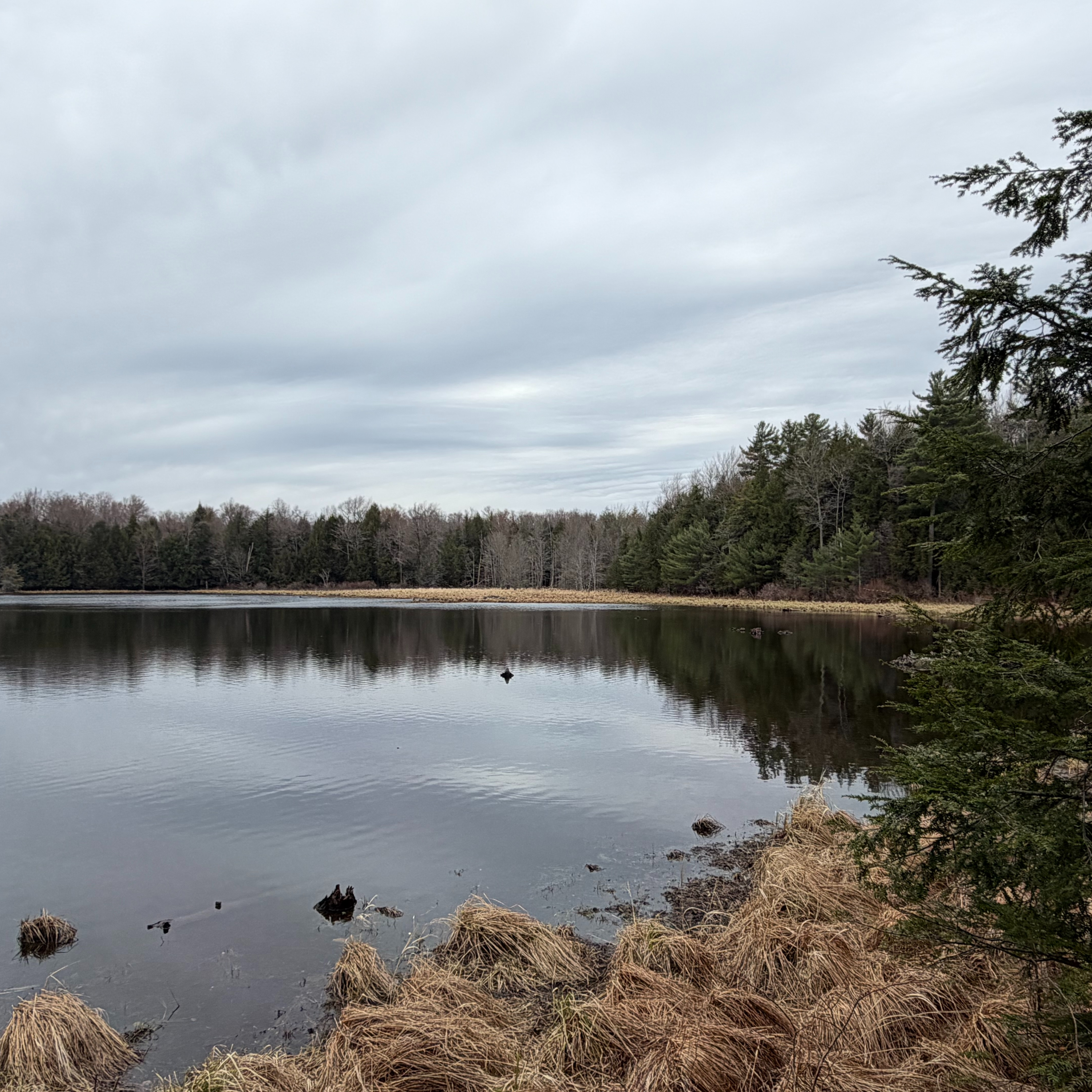 Exploring Kopac Pond in the McDonough New York State Forest episode artwork