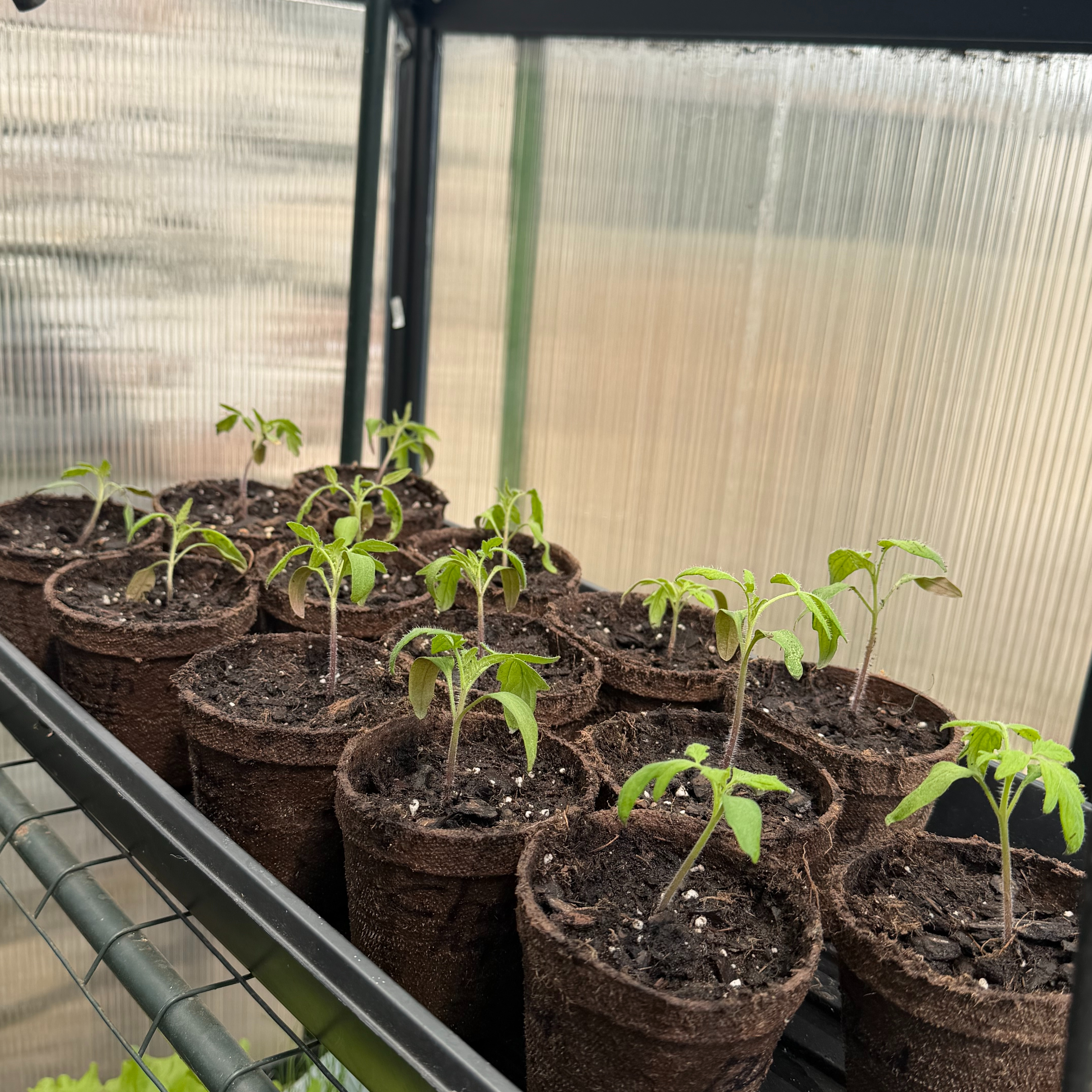 Transplanting Tomatoes and Peppers episode artwork