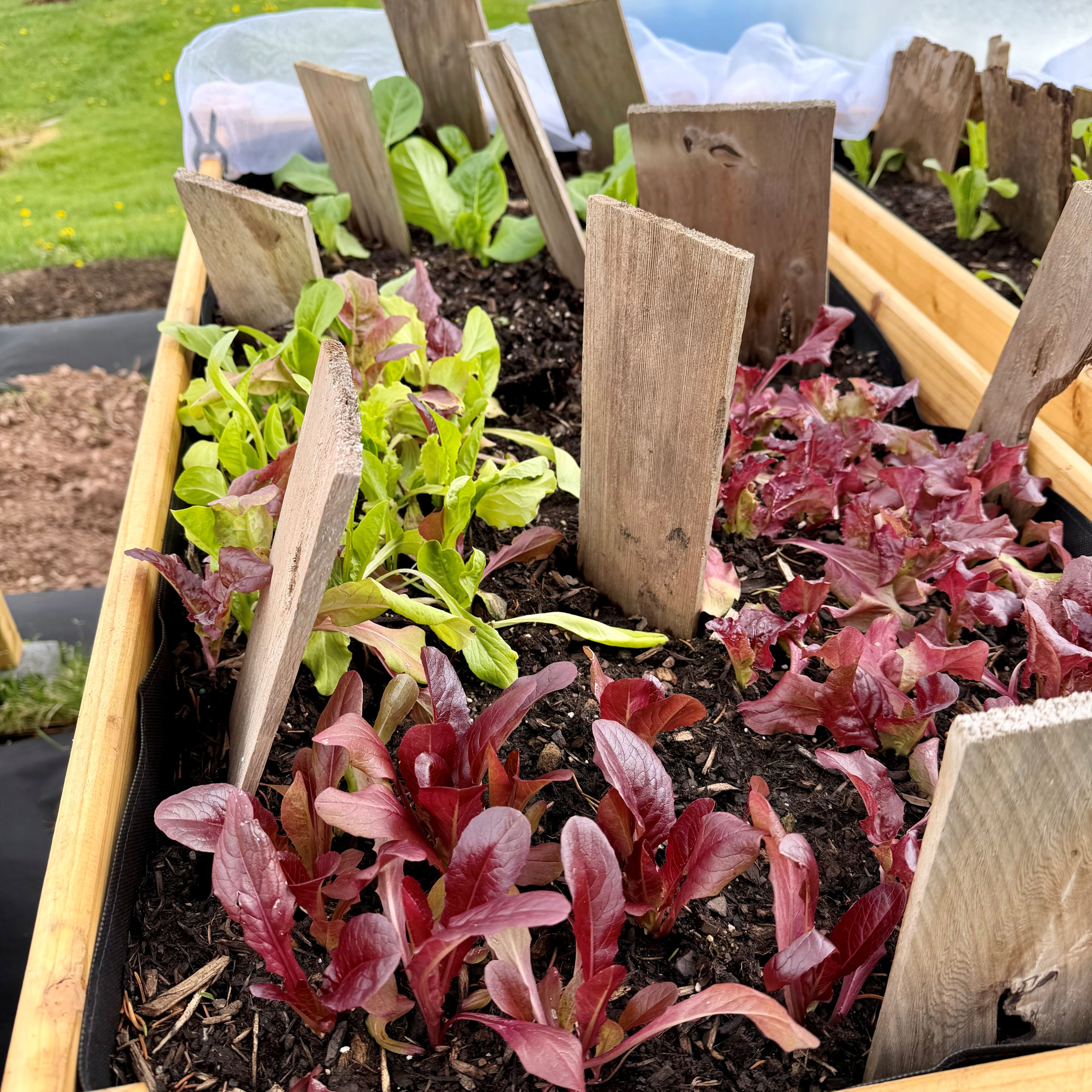 Garden 2026 Update-Lettuce, Kale, Onions and Peas episode artwork