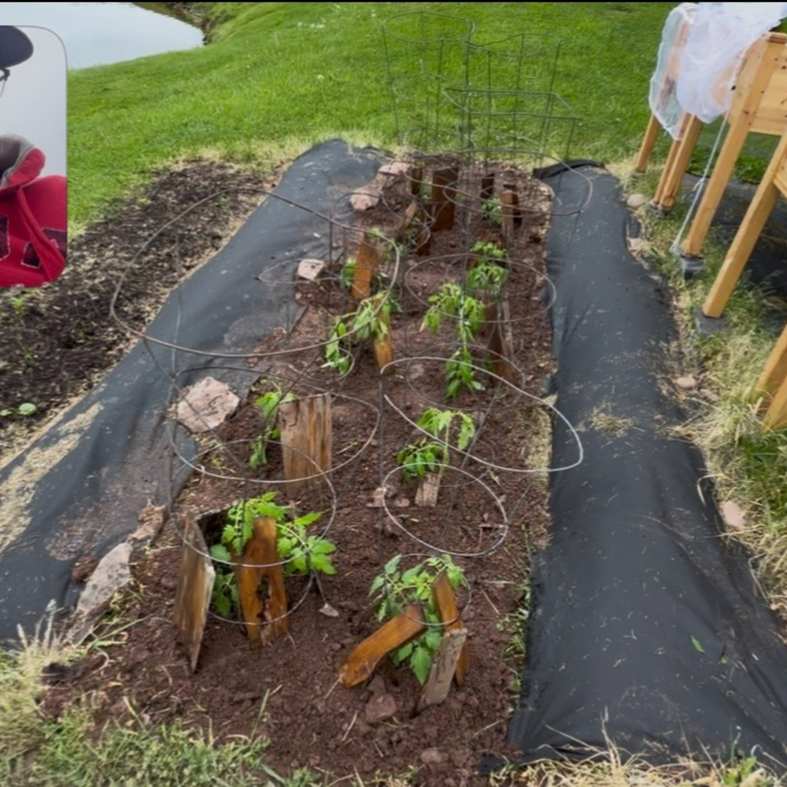 Planting Heirloom Tomatoes  episode artwork