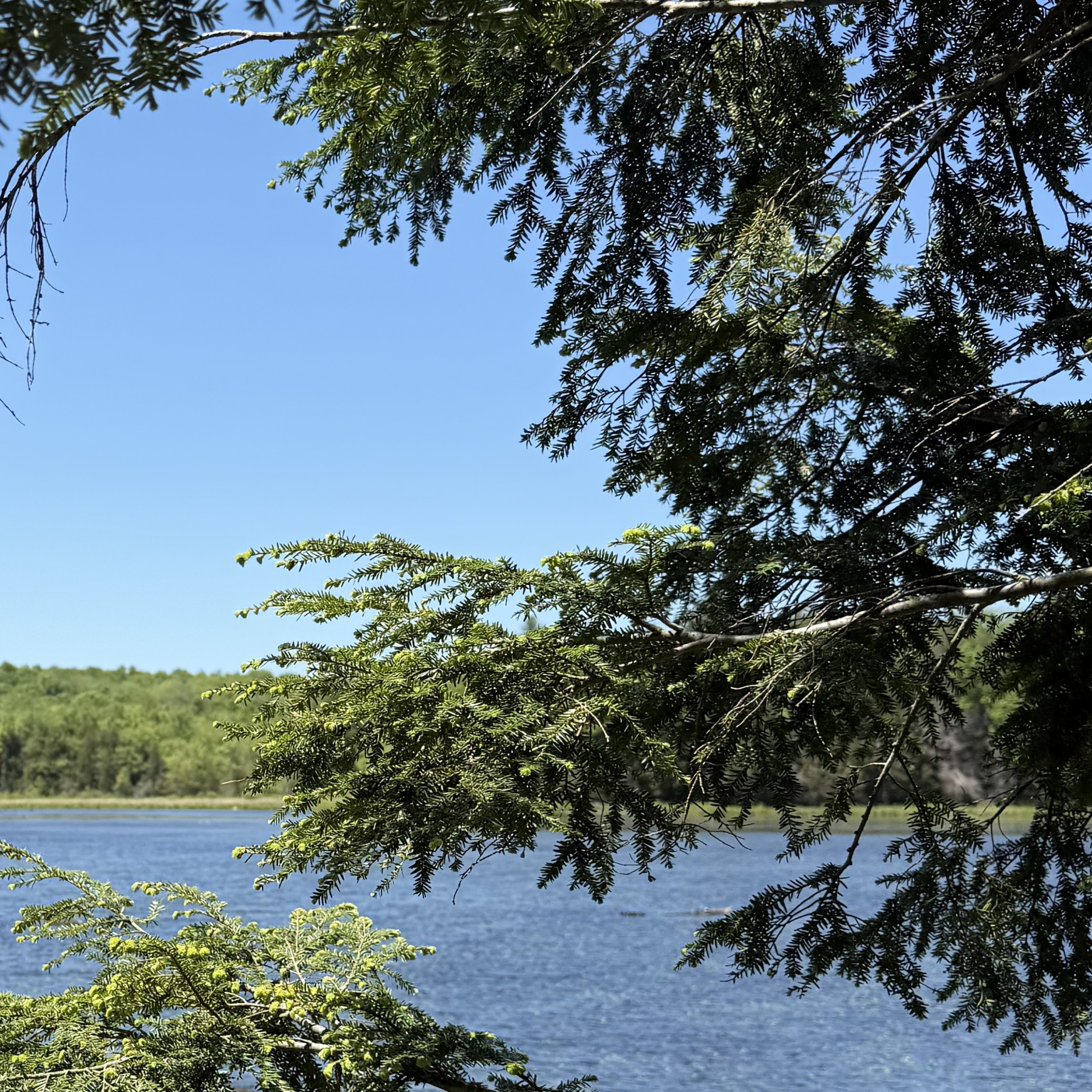 Mountain Biking in the McDonough State Forest of NY episode artwork